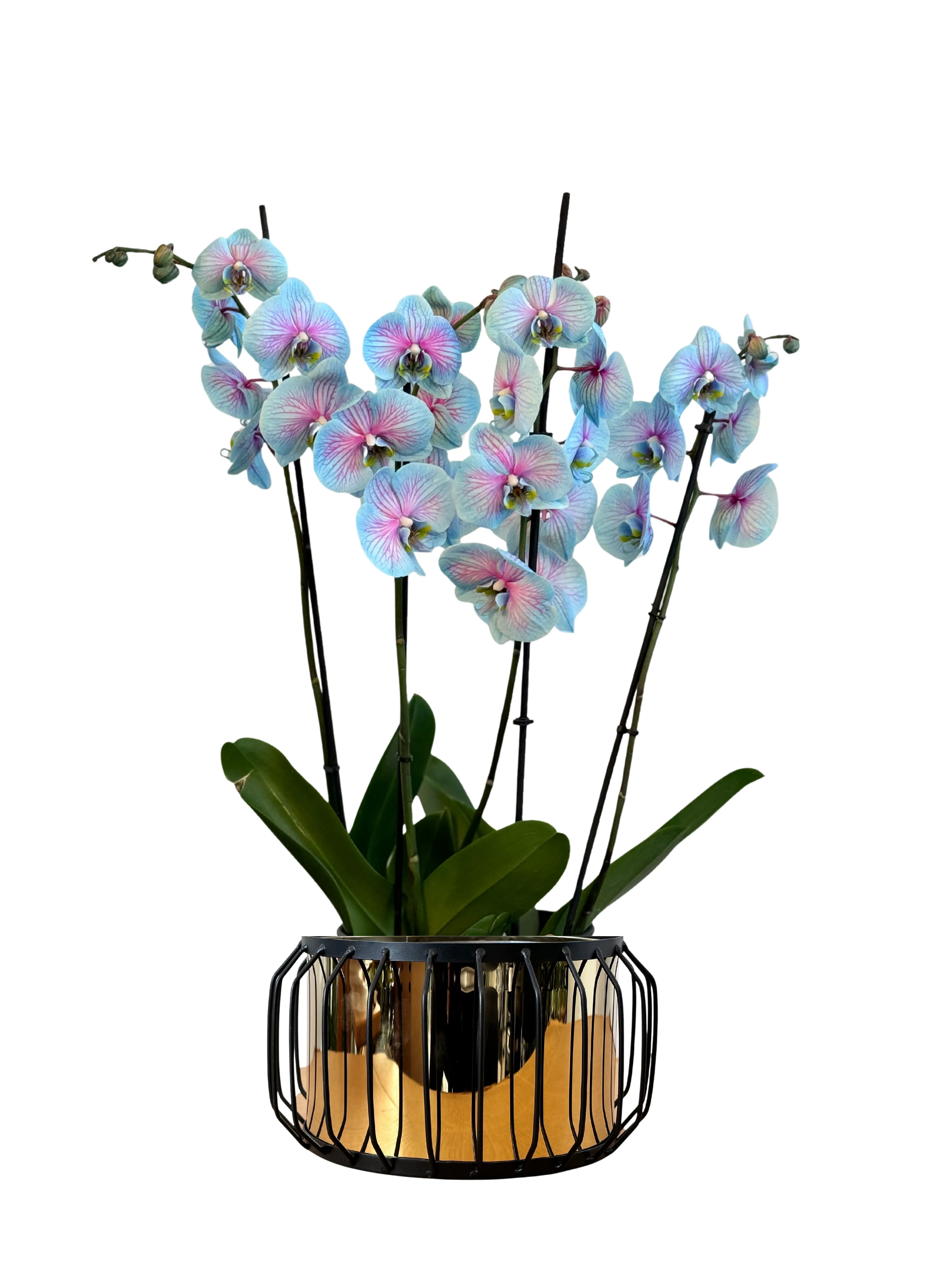 Orkide Pembe Mavi Wonder Dört Dallı (İthal Premium)