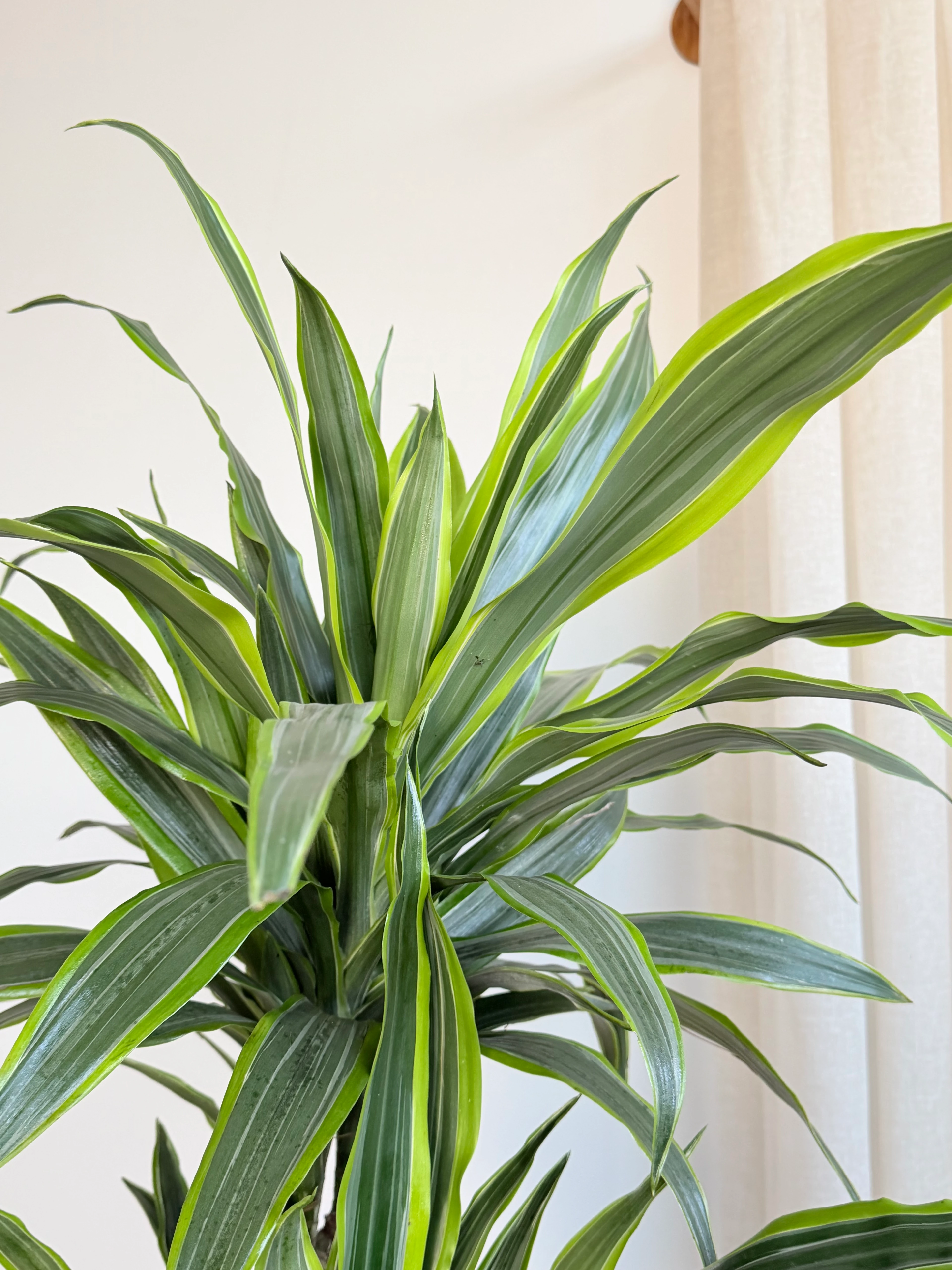 3 Gövdeli Dracena Lemon Lime / XL (Dracaene Fragrans)