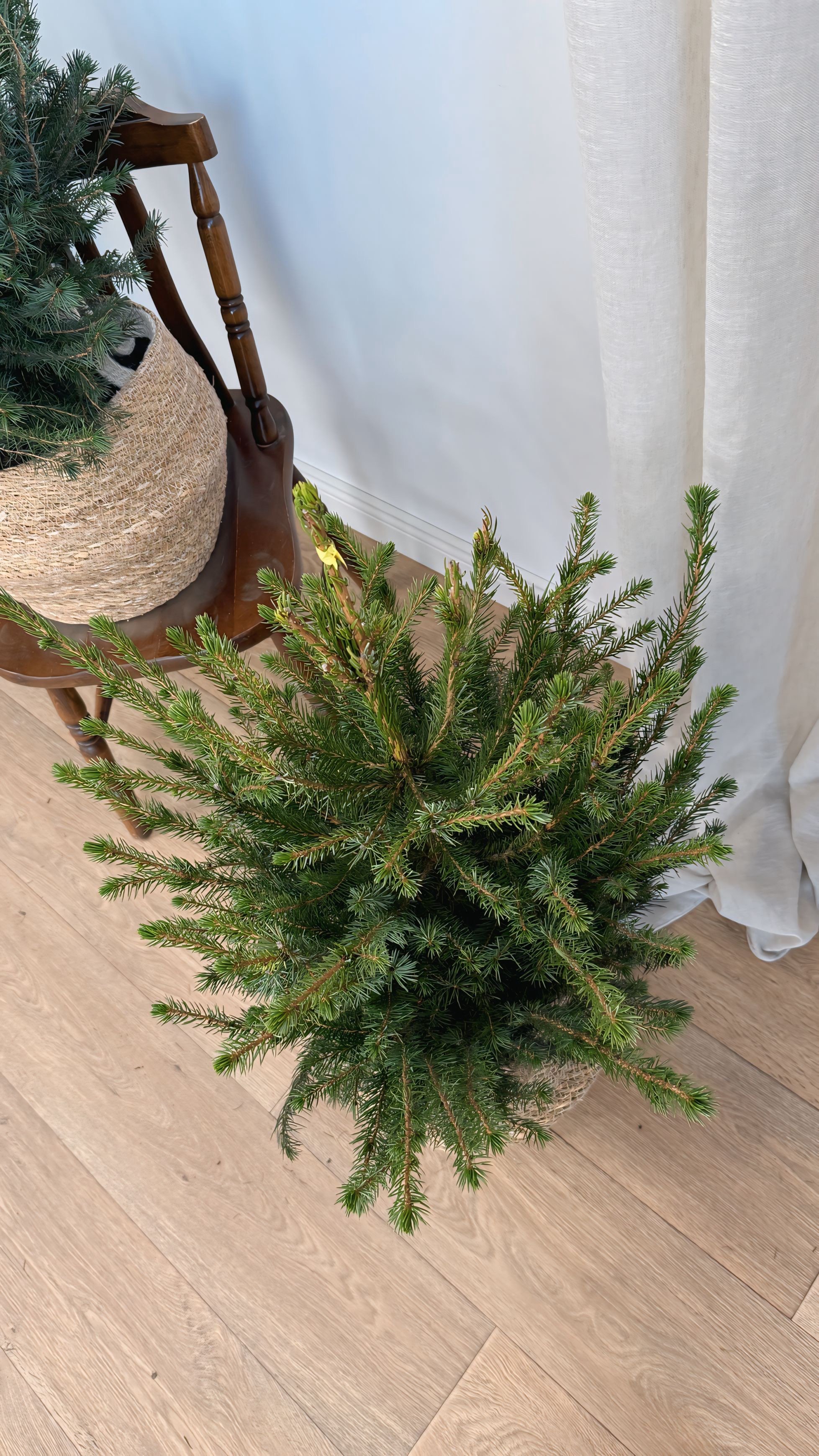 Picea Amorica Çam 90-100 cm