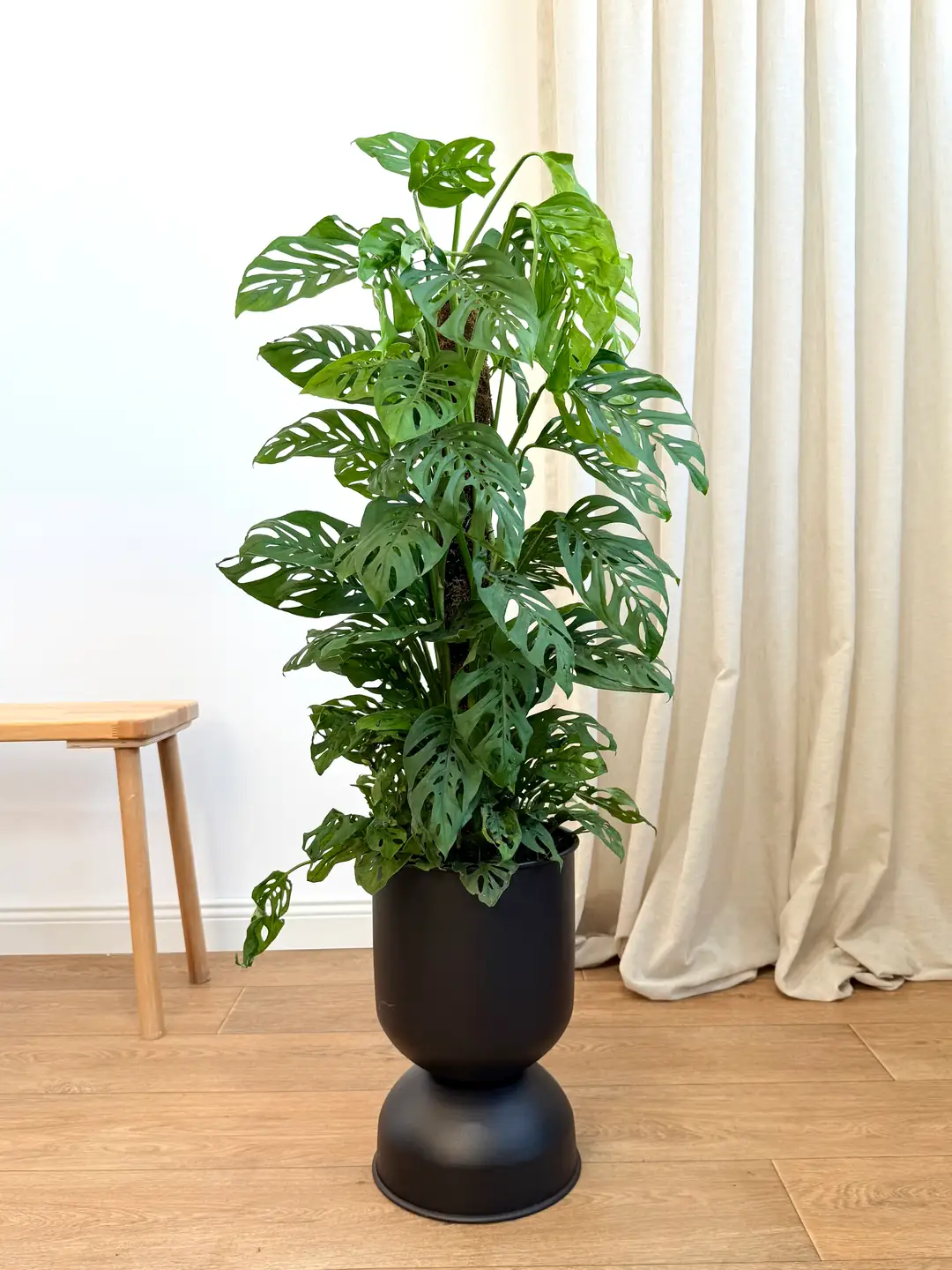 philodendron micans dehner Philodendron Hederaceum Micans | Hanging Houseplant main image 1