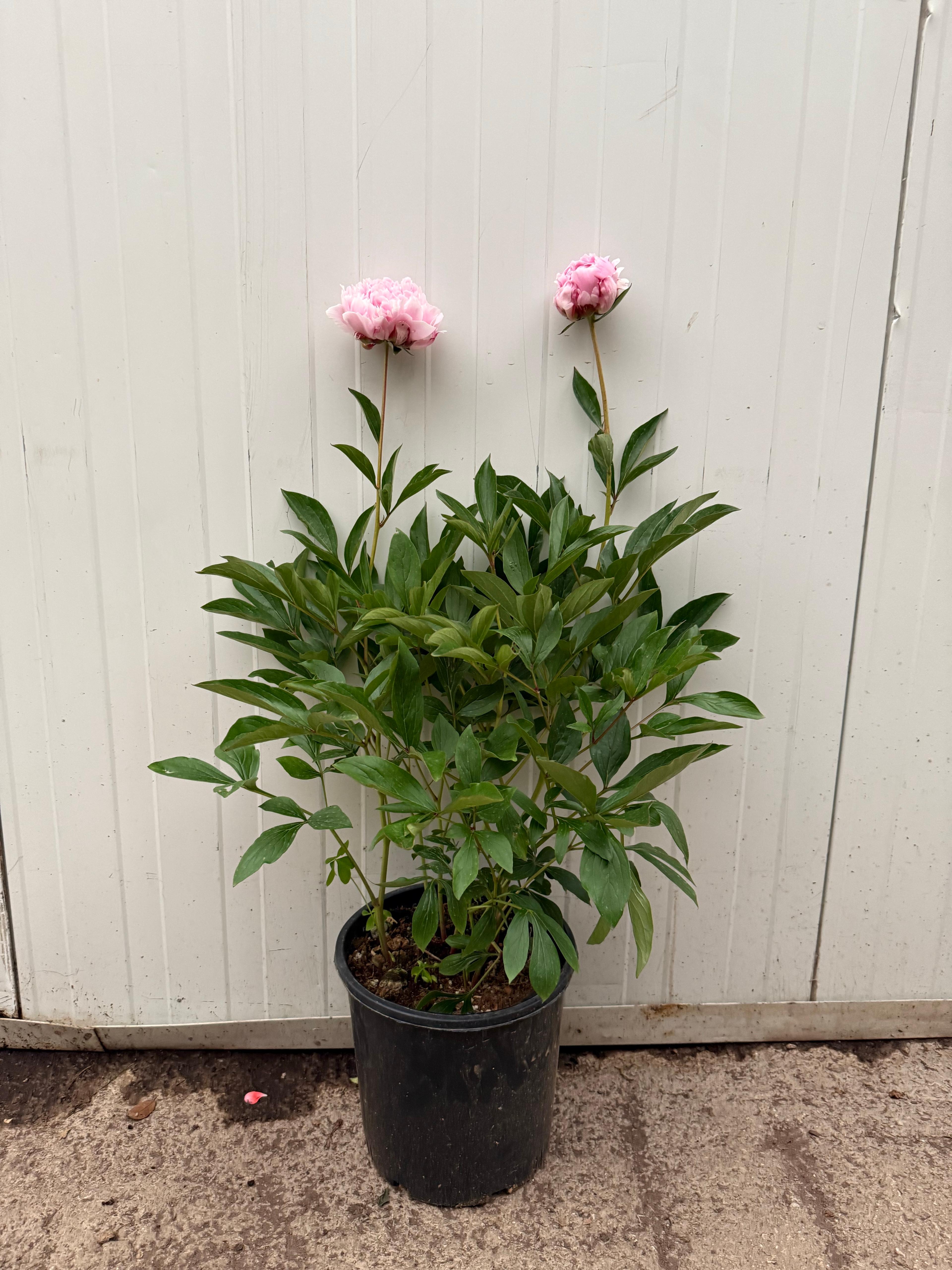 Şakayık (Peony) – 80 cm | 22 cm Saksıda