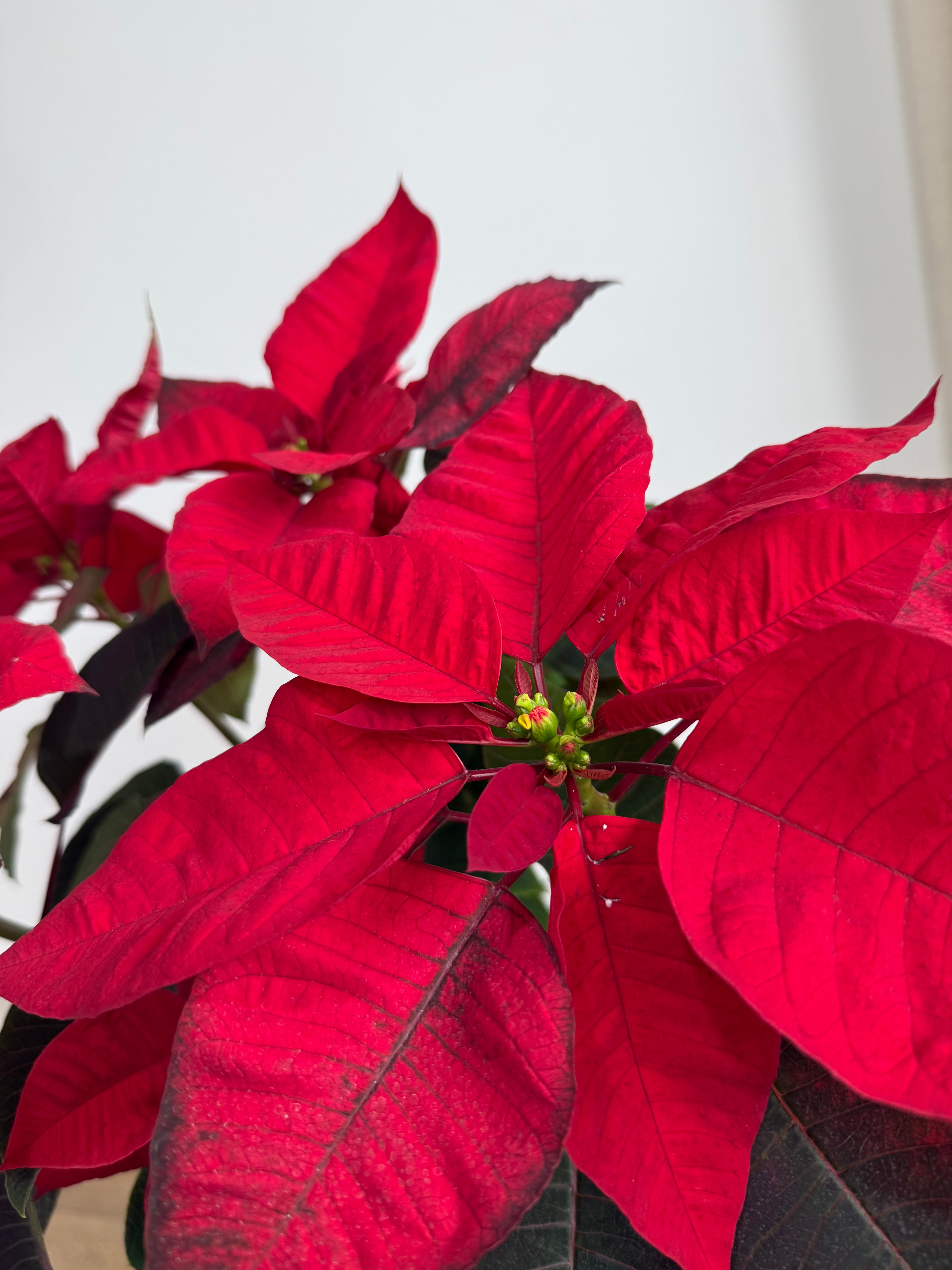 Poinsettia XXL 60-70 cm