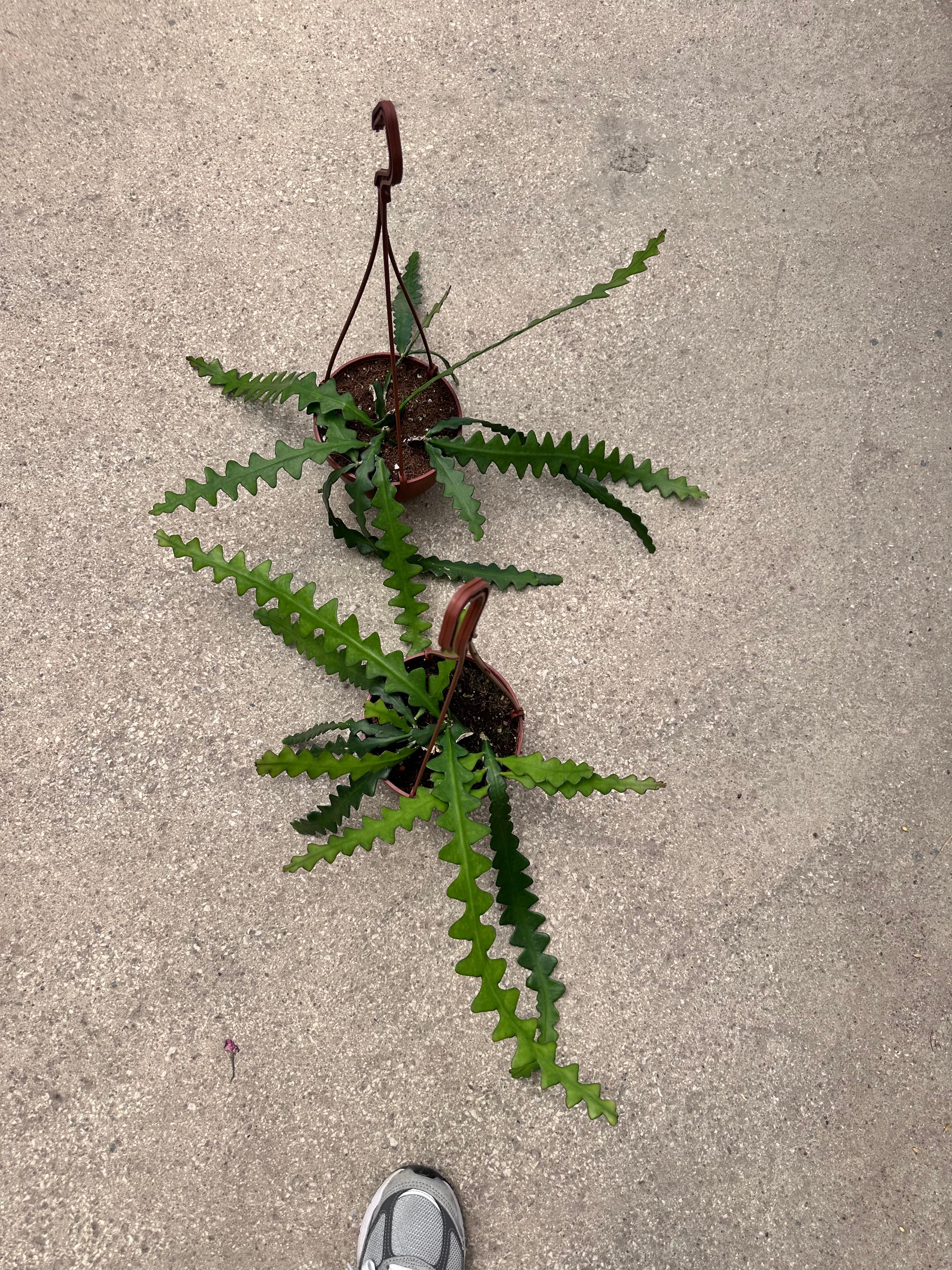 Epiphyllum Anguliger (Zig Zag Kaktüs)
