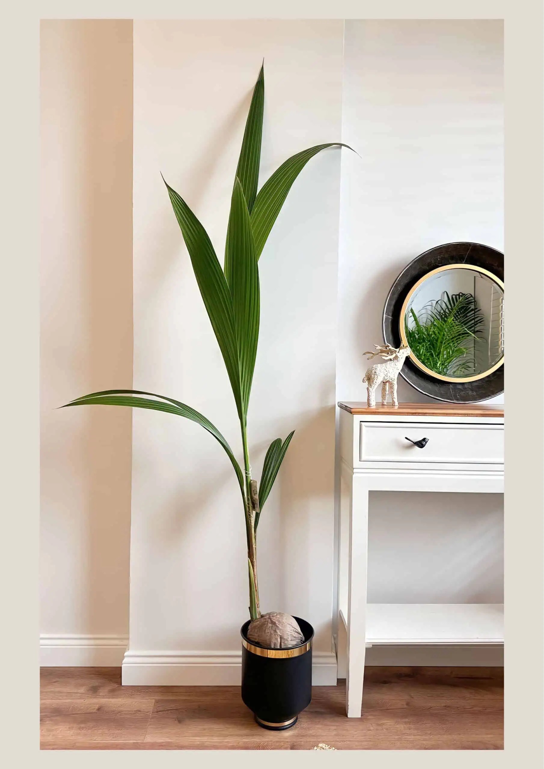 Cocos Palm 140-150 cm