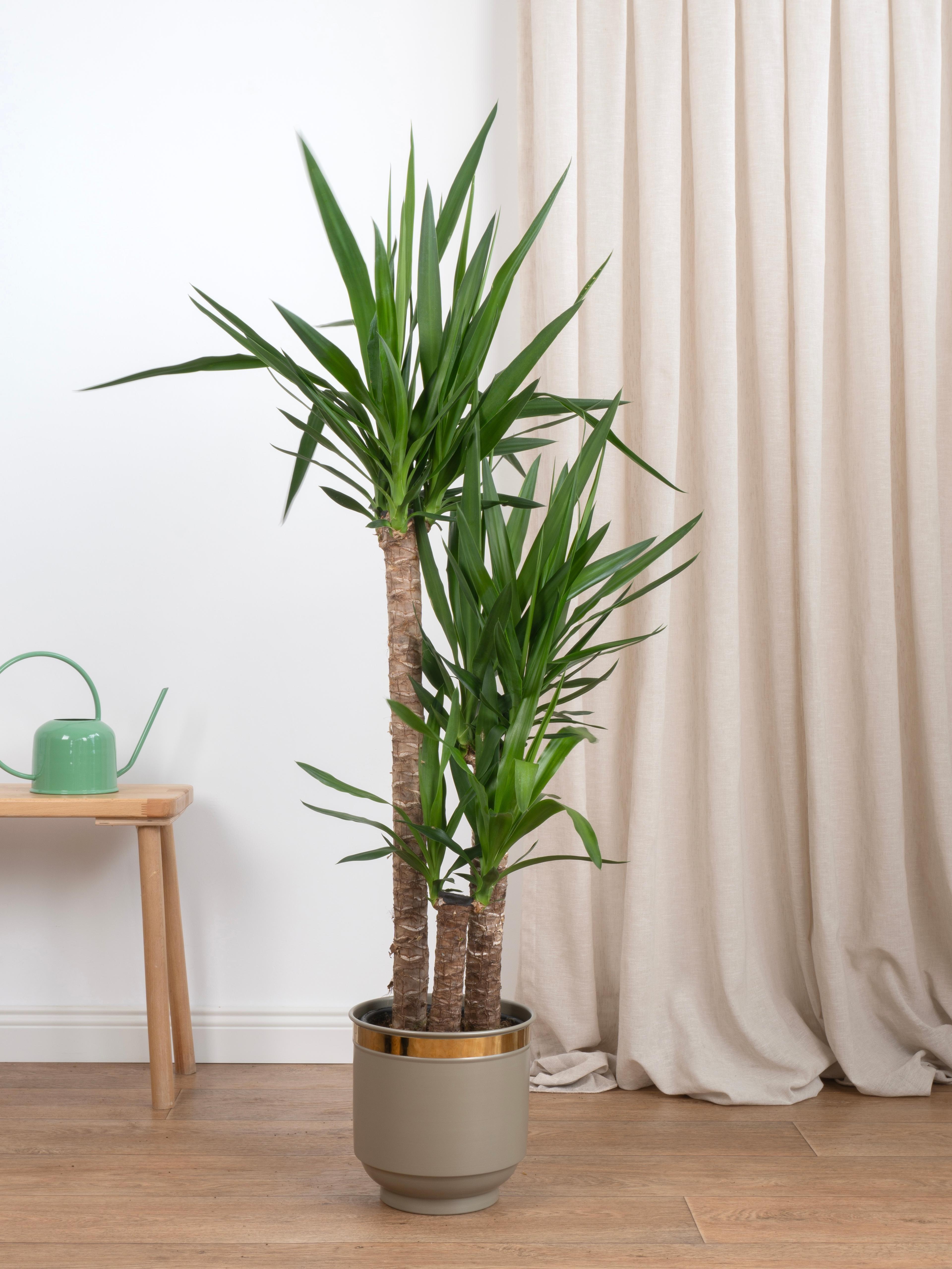 Yucca Üç Kollu (Yuka-130-140 cm )