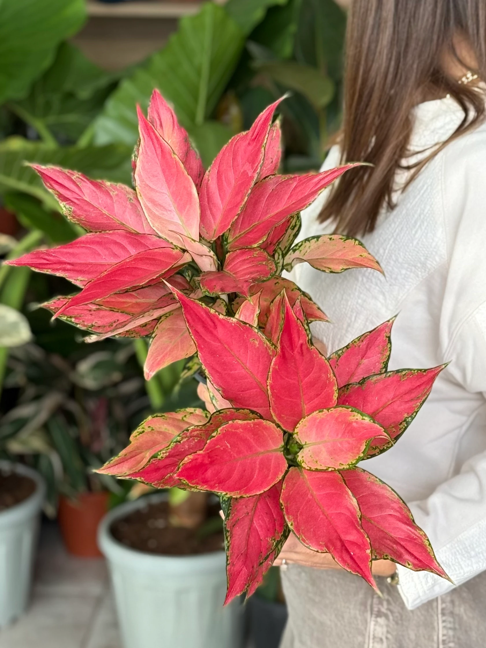 Aglaonema Pink Star –Pembe Yapraklı Aglaonema