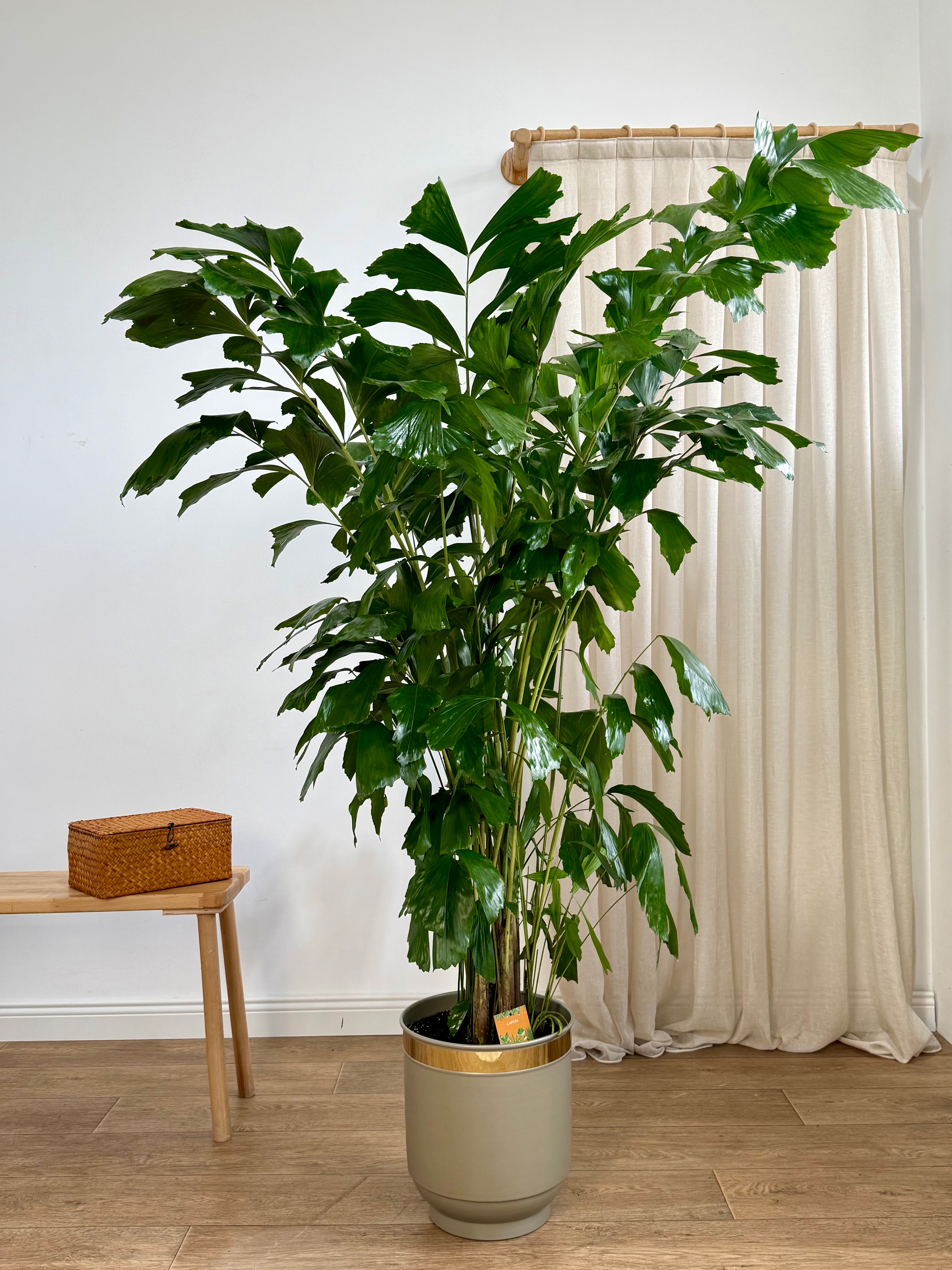 Caryota Mitis (Balık Kuyruğu Palmiyesi) | 200 cm | İthal Premium Büyük Boy Salon Bitkisi