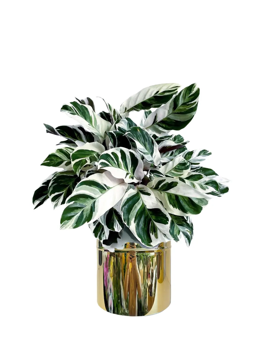 fargesia formidable Buy Fargesia Robusta Formidable Online