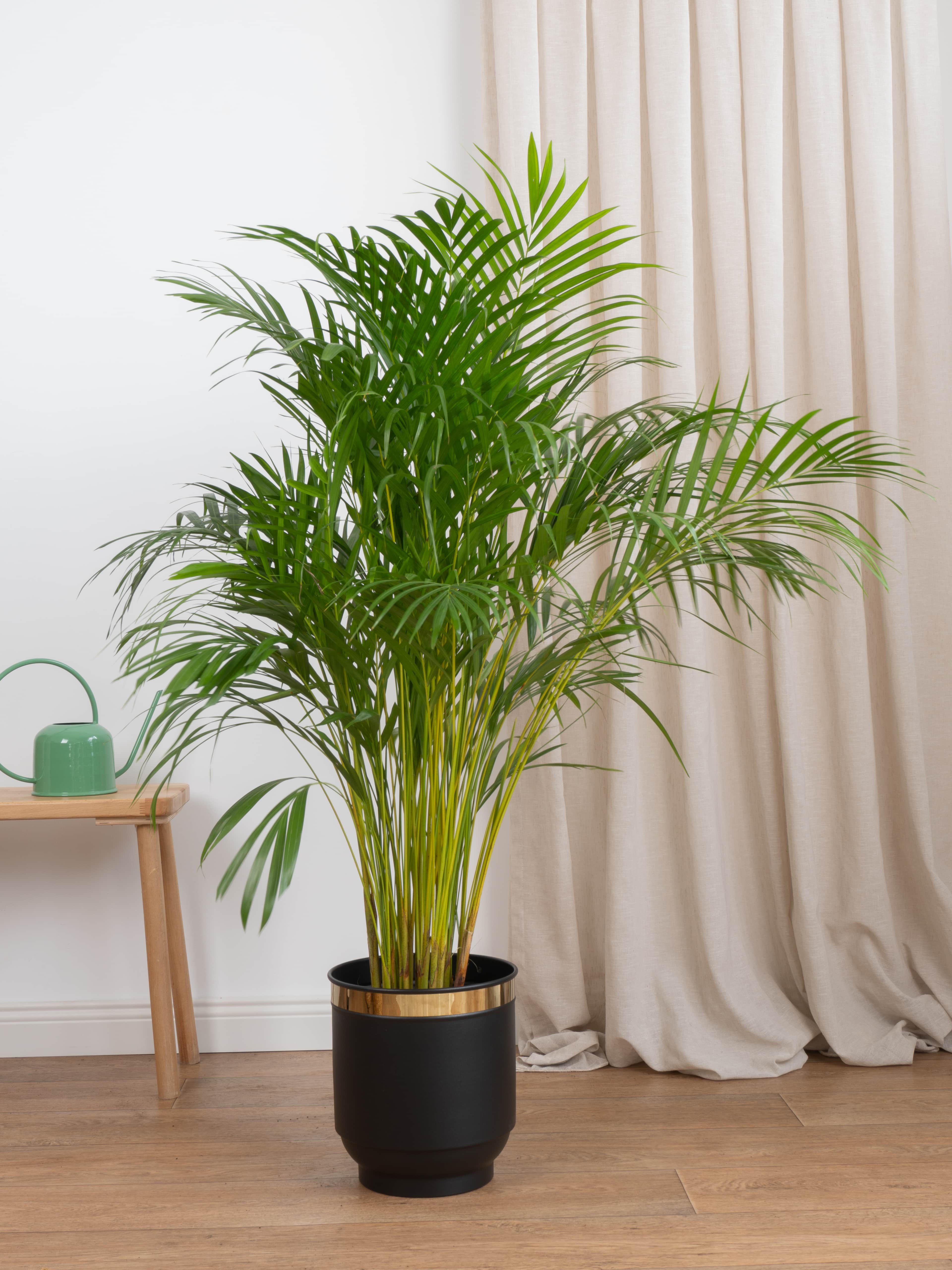 Areka Salon Palmiyesi 120-130 cm Dolgun Form (Dypsis Lutescens)