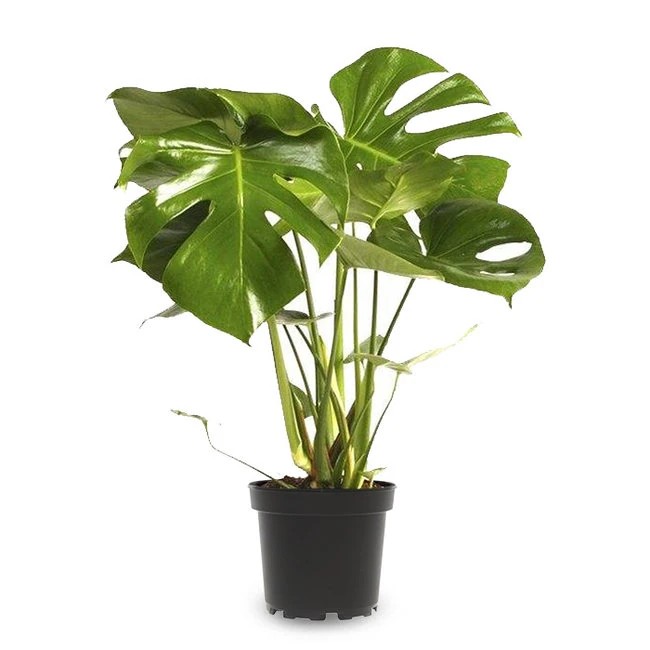 Favori Bitki Seti (40 cm Starliçe-80 cm Areka Palmiyesi -60 cm Monstera)