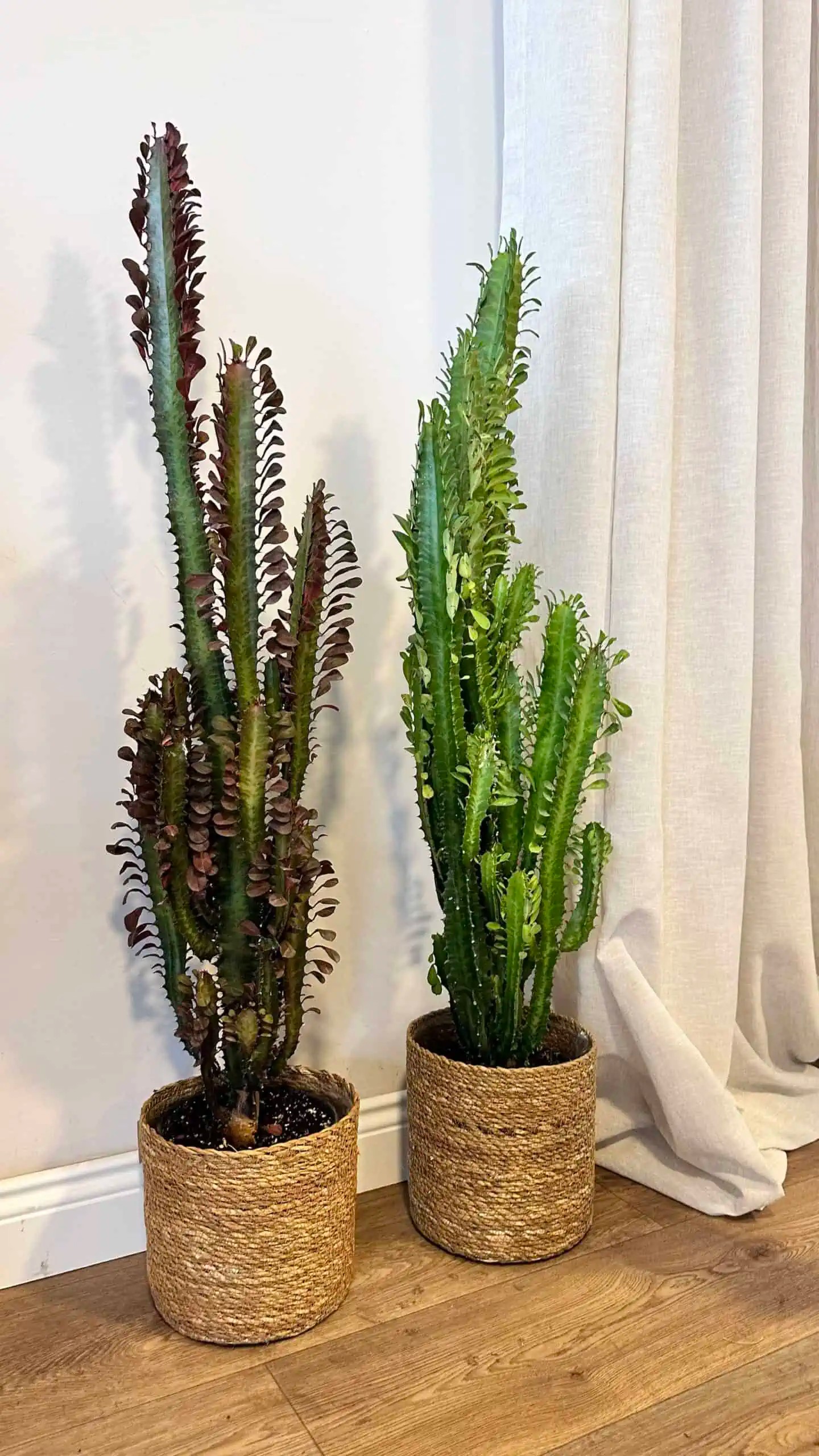 Euphorbia Trigona(Afrika Süt Ağacı )