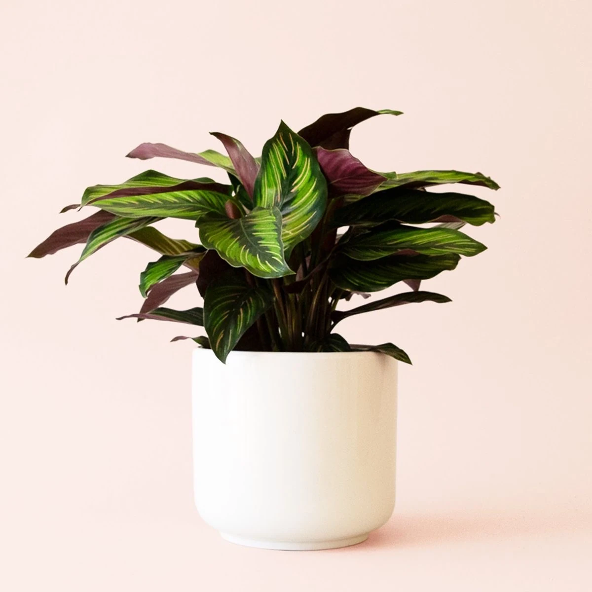 Calathea Beauty Star - (Kalatya Dua Çiçeği)