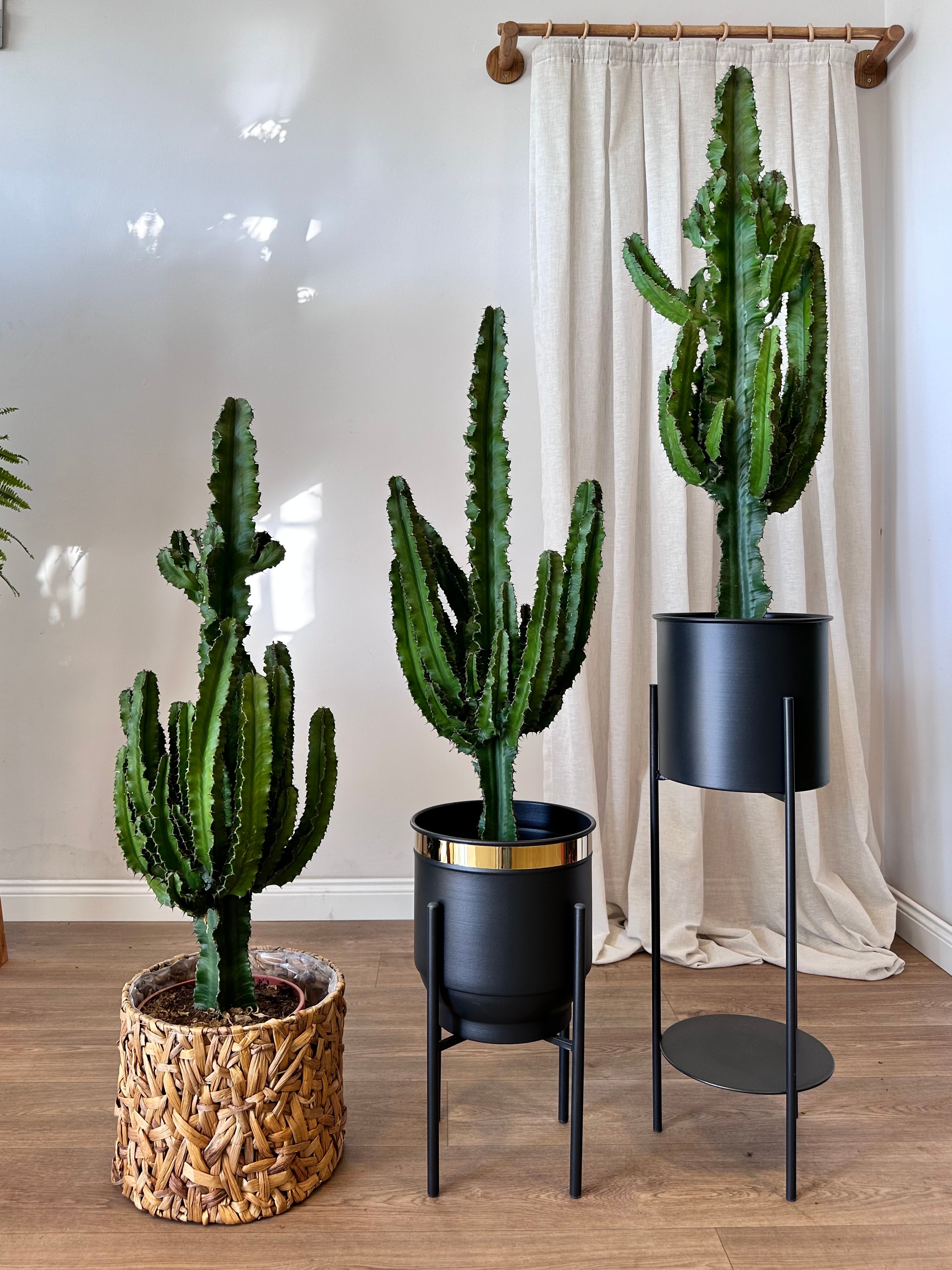 Euphorbia İngens (Eritrea) Anaç Çatallı  90-100 cm| Büyük Boy Kaktüs