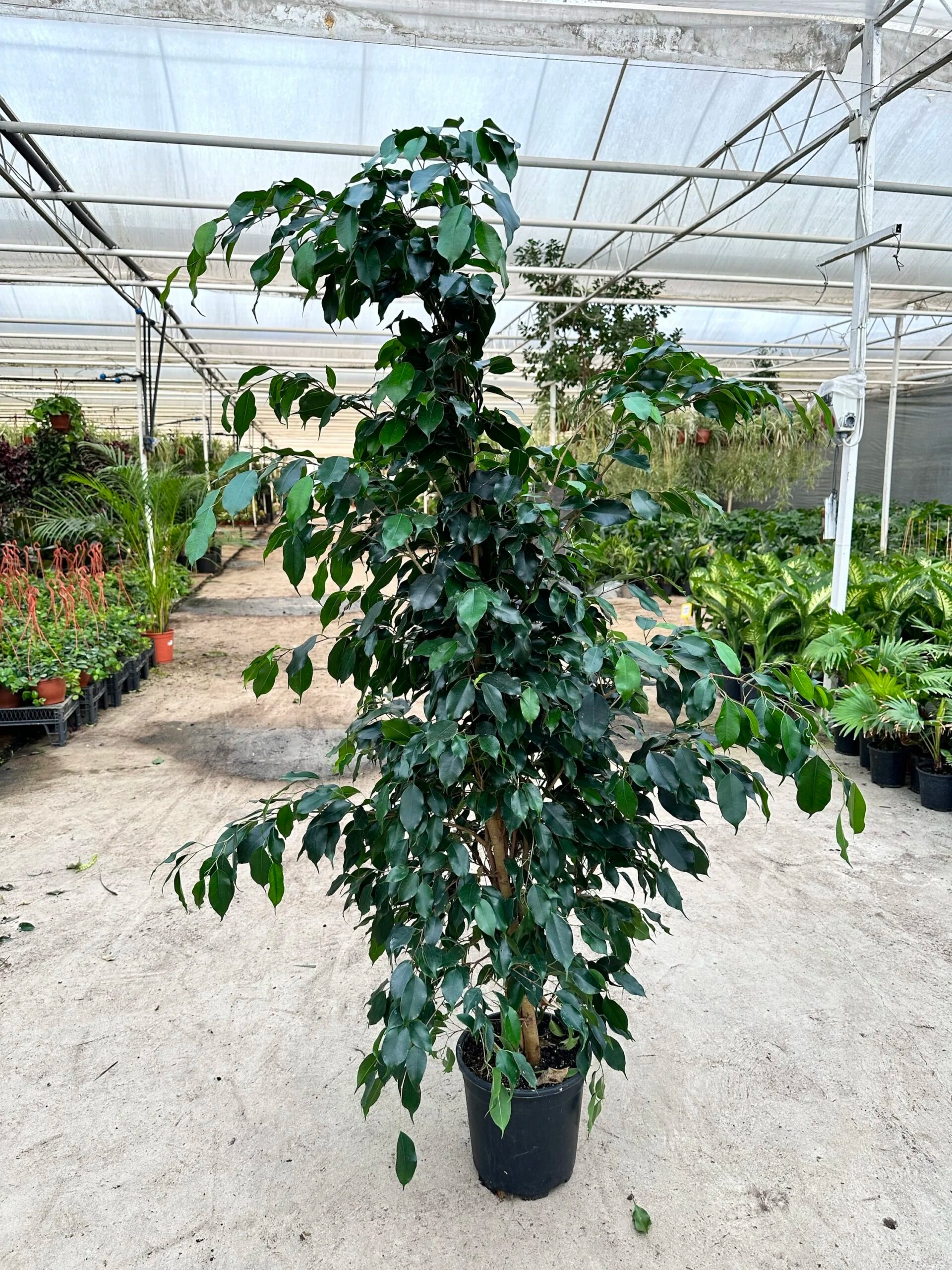 Ficus Benjamin Danielle 150-160 cm (Koyu Yeşil Benjamin)