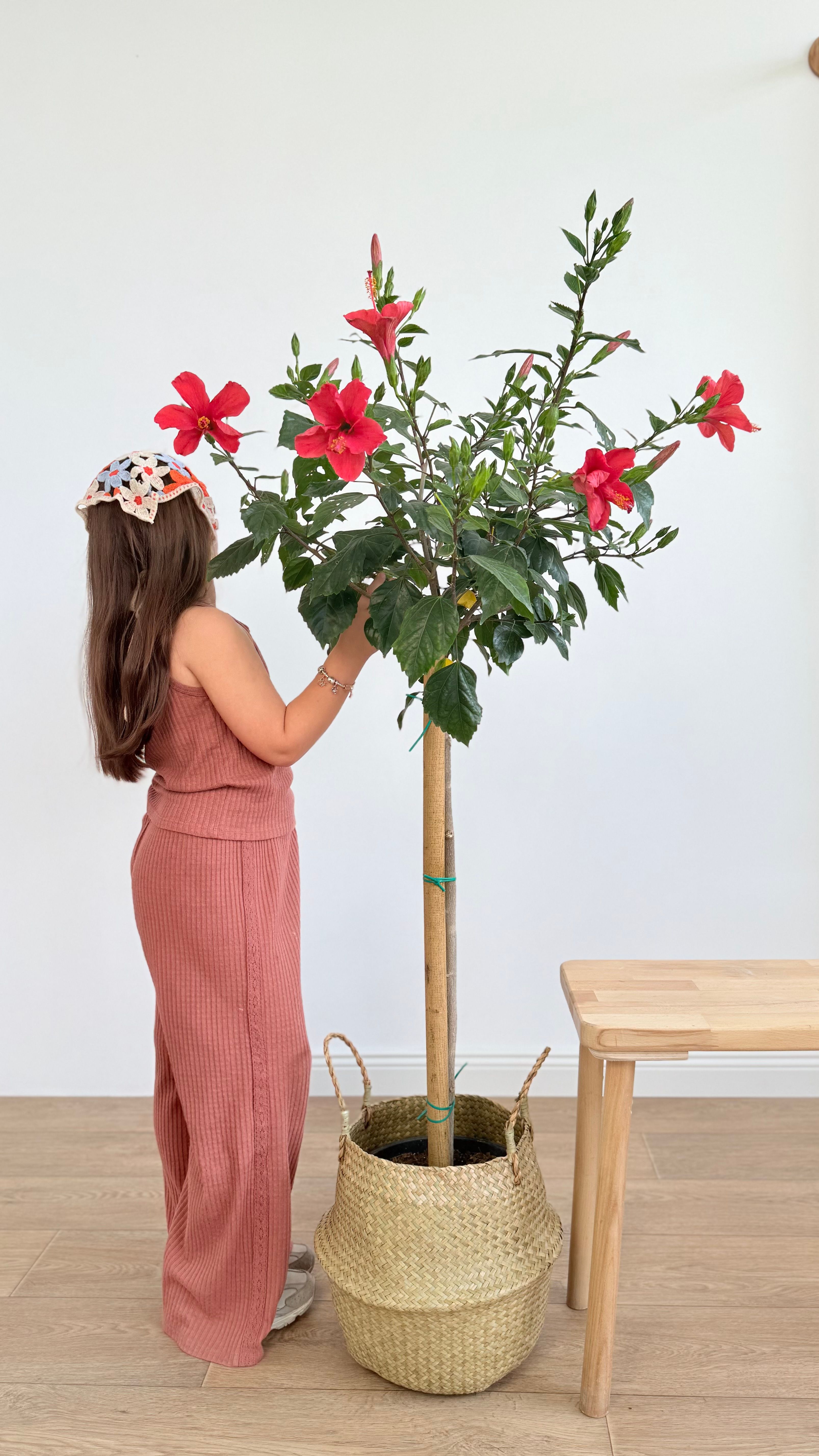Japon Gülü Kırmızı 160-180 cm /Hibiskus-Hibiscus Rosa Sinensis