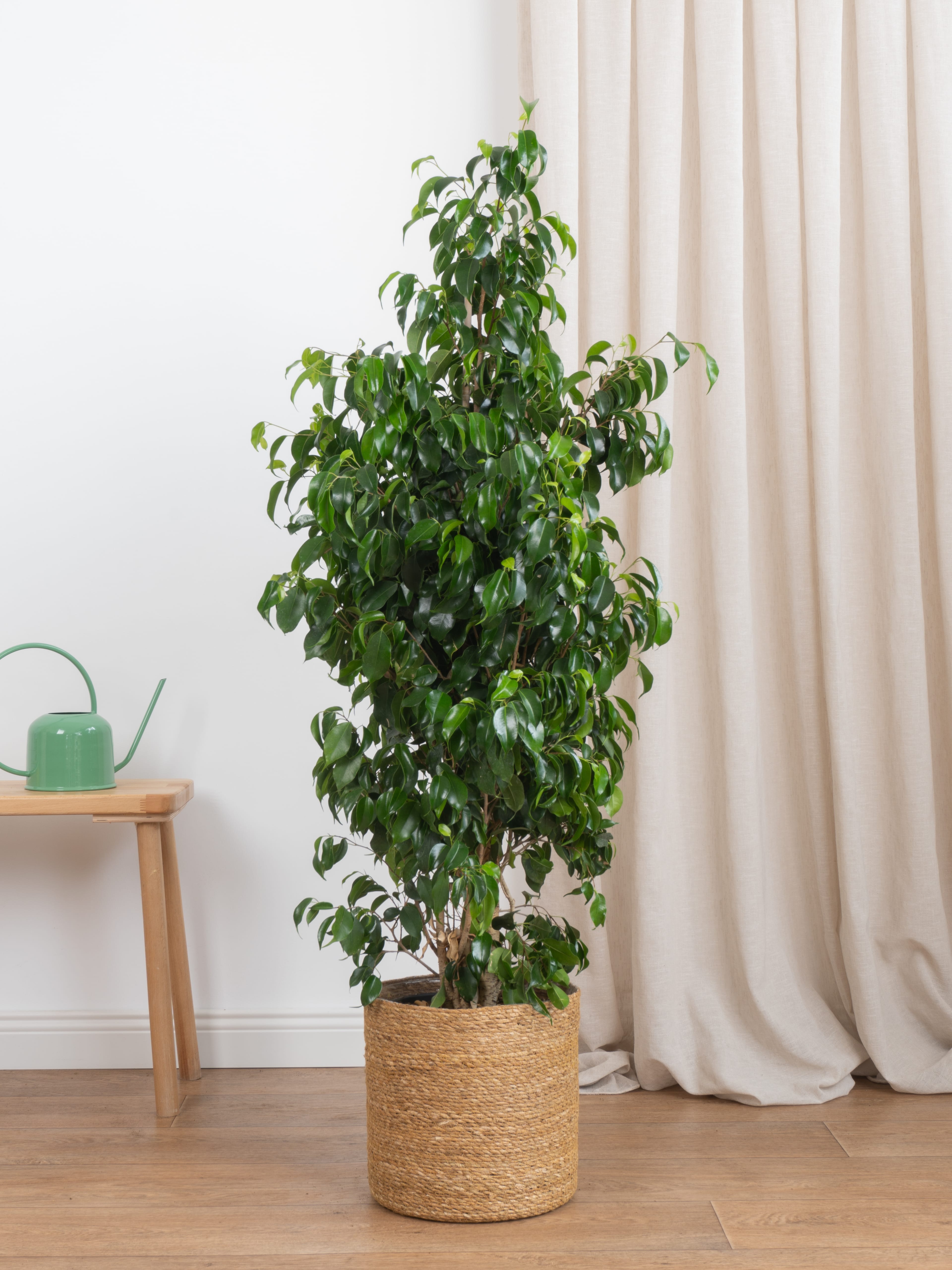 Ficus Benjamin Danielle 150-160 cm (Koyu Yeşil Benjamin)
