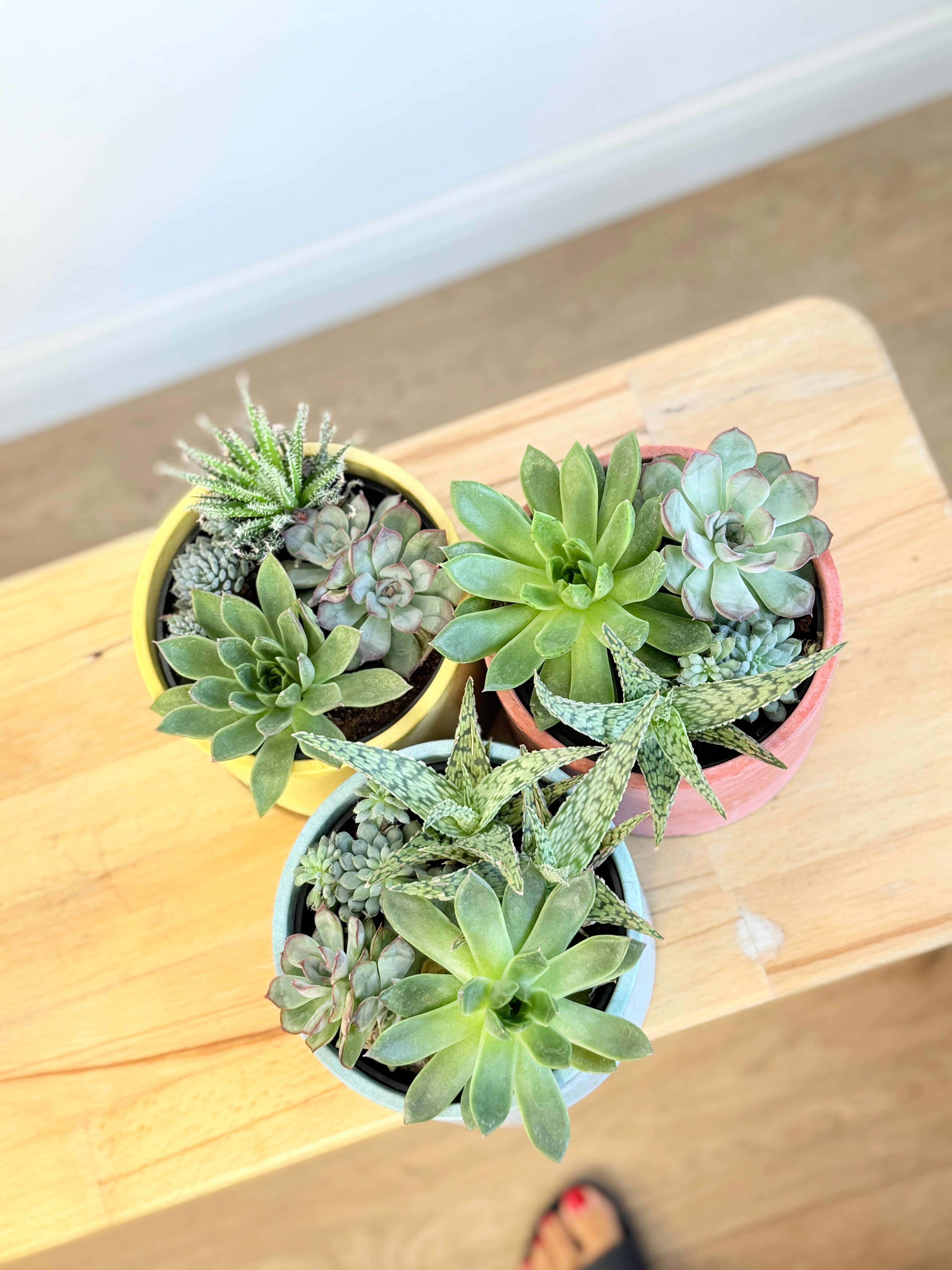 Mix Sukulent Tasarımı – 14 cm Seramik Saksıda