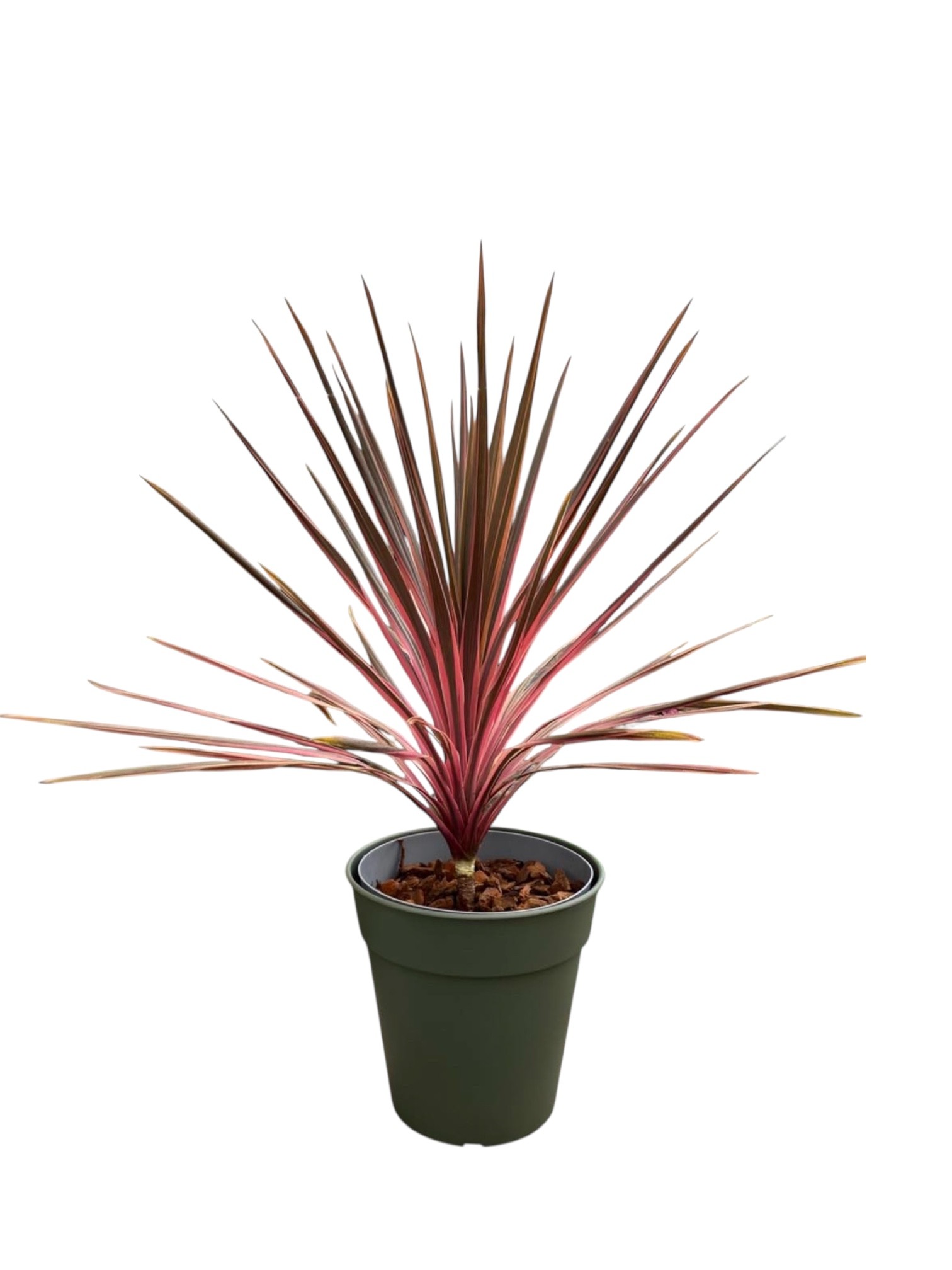 Cordyline Red Star – 70 cm