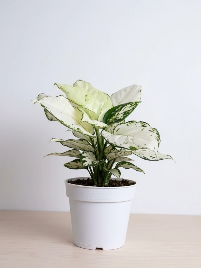 Aglaonema - White Joy 