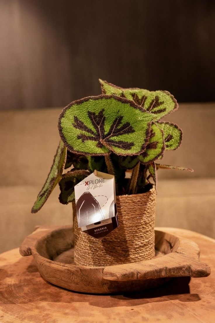 Begonia Massoniana