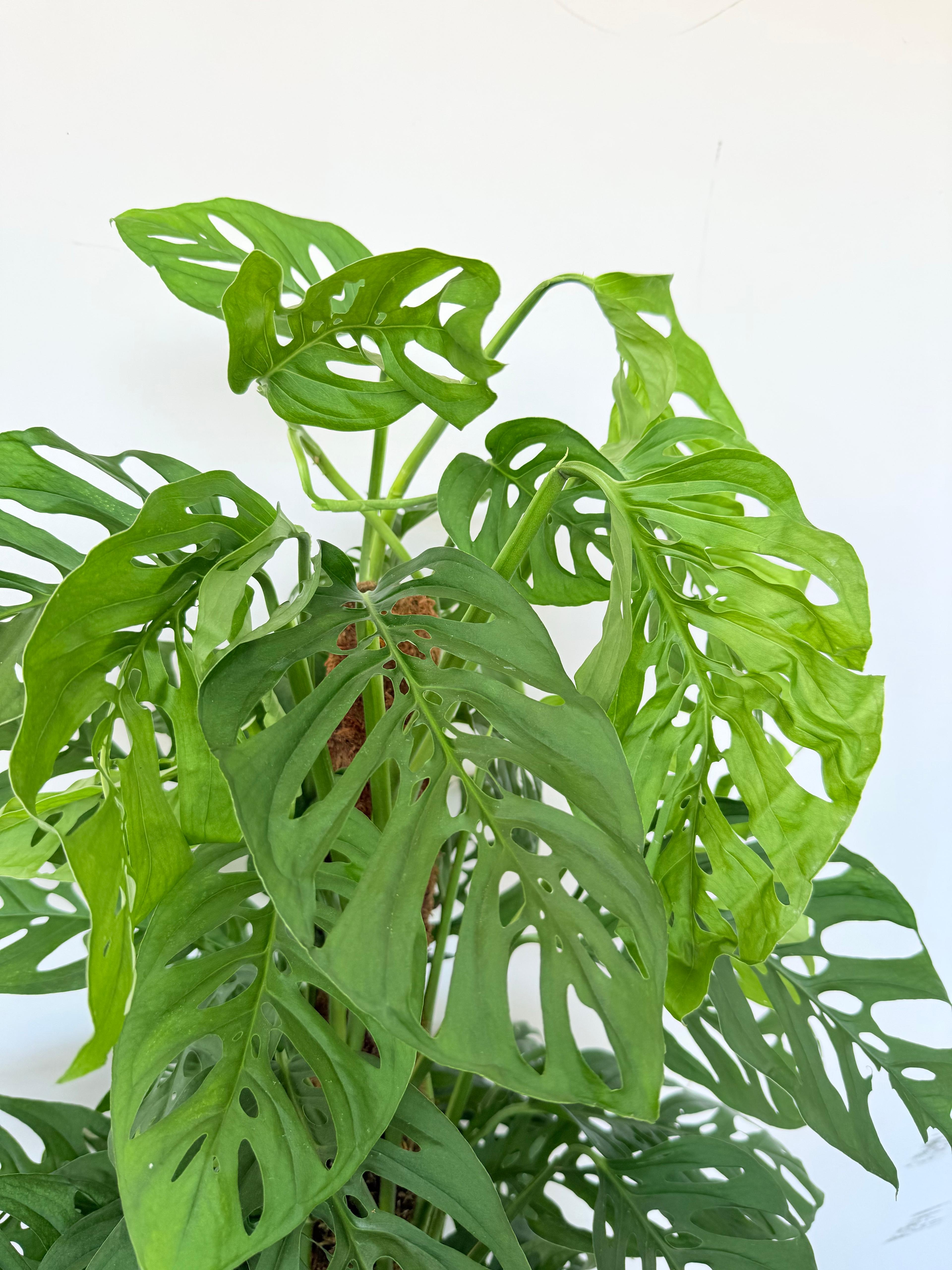 Monstera Adansonii (100-110 cm) – İsviçre Peynir Bitkisi  