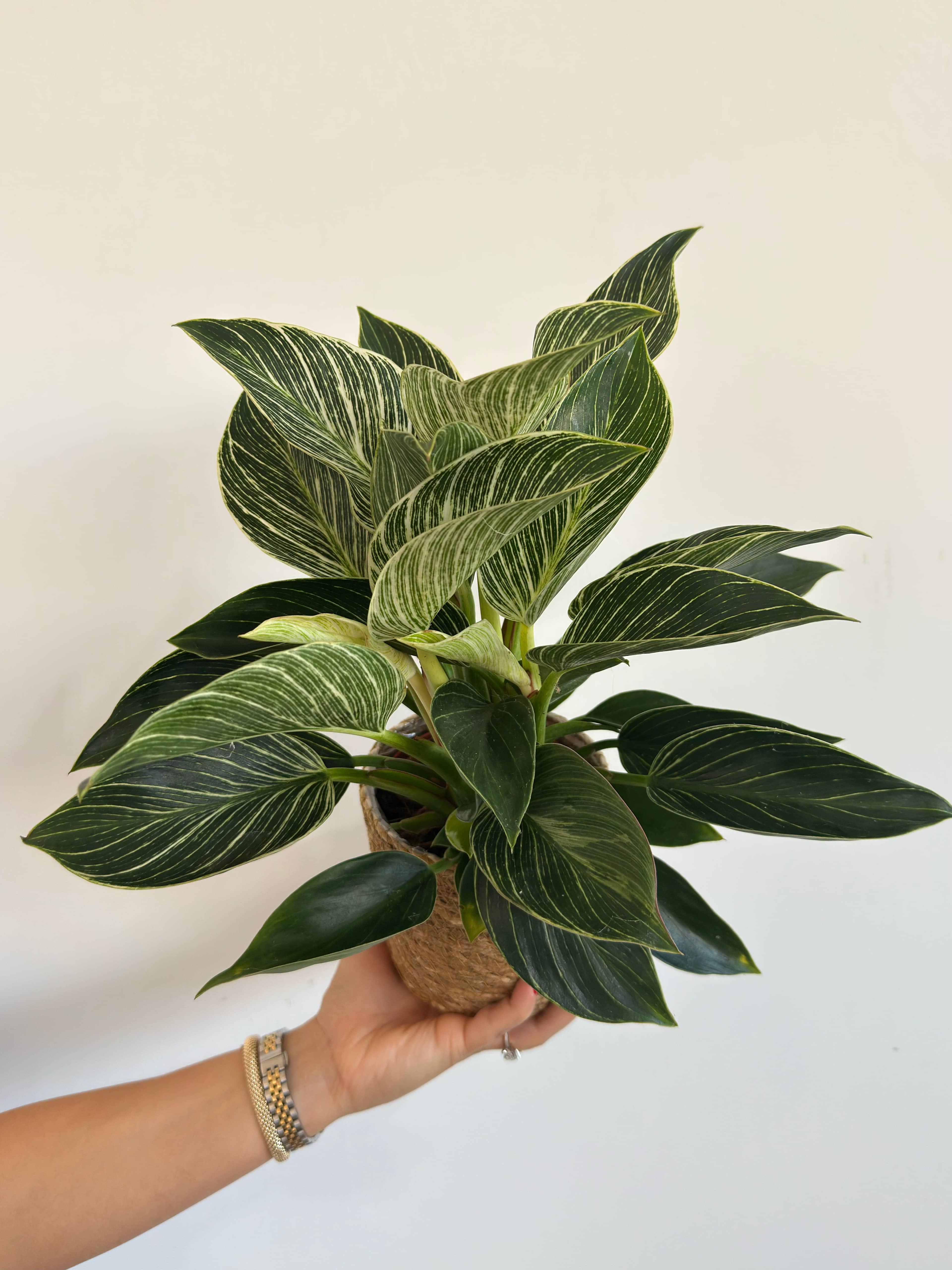 Birkin Philodendron Masa Boy