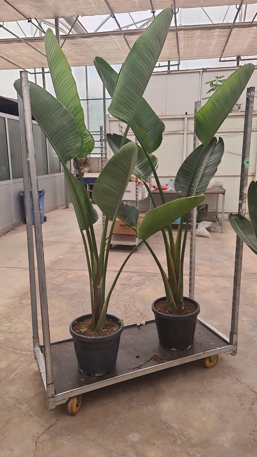 Starliçe 190-200 cm (Strelitzia Nicolai)