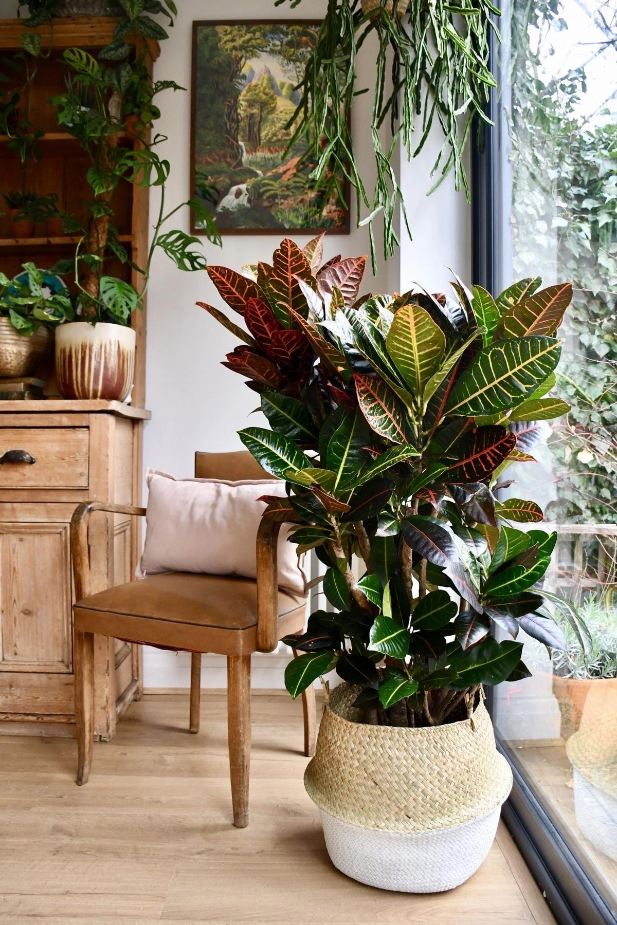 Croton Petra (Anaç 110-120 cm)