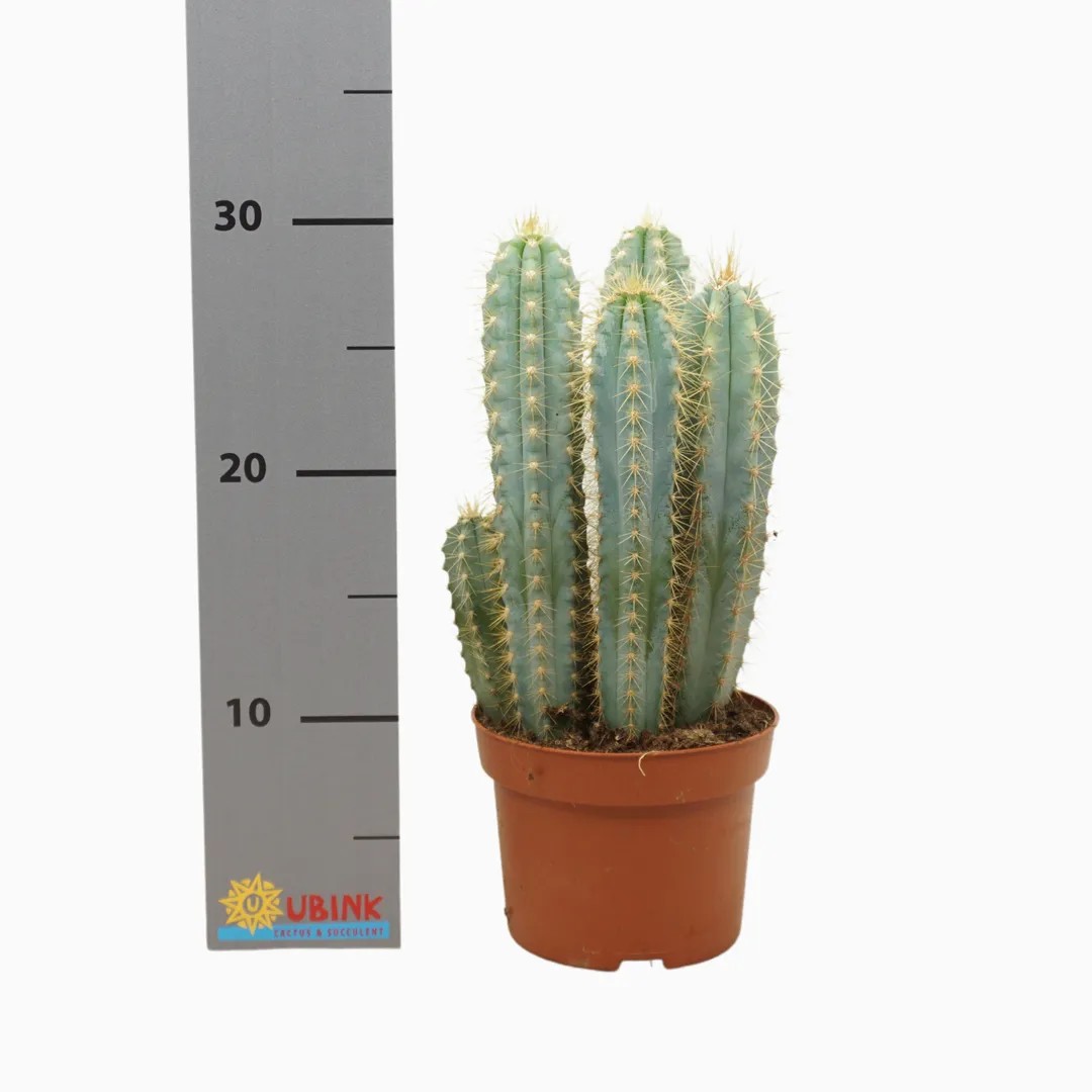 Pilosecereus Magnificius Kaktüs (ithal Özel Tür)