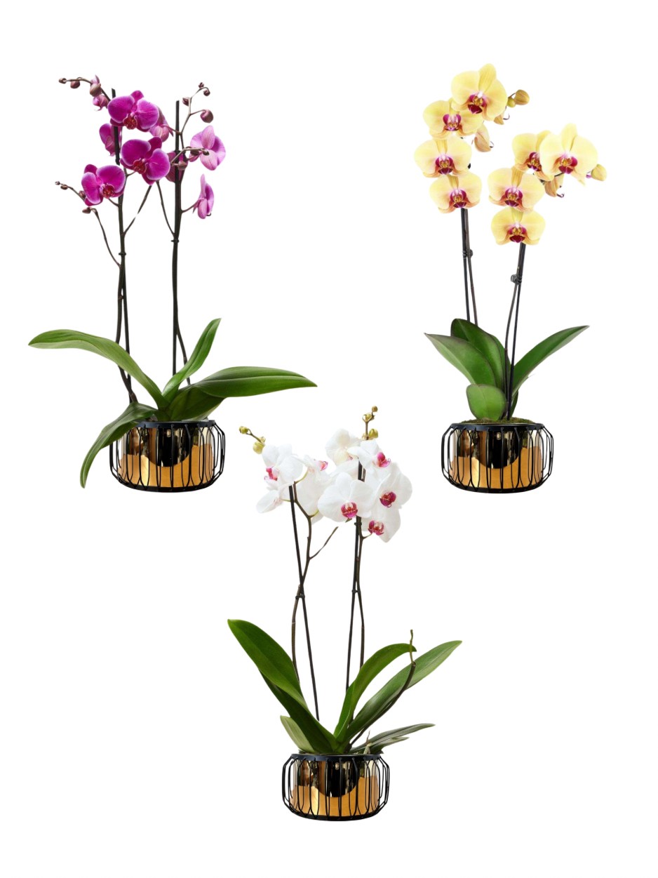 Orkide Üçlü Set Çift Dallı