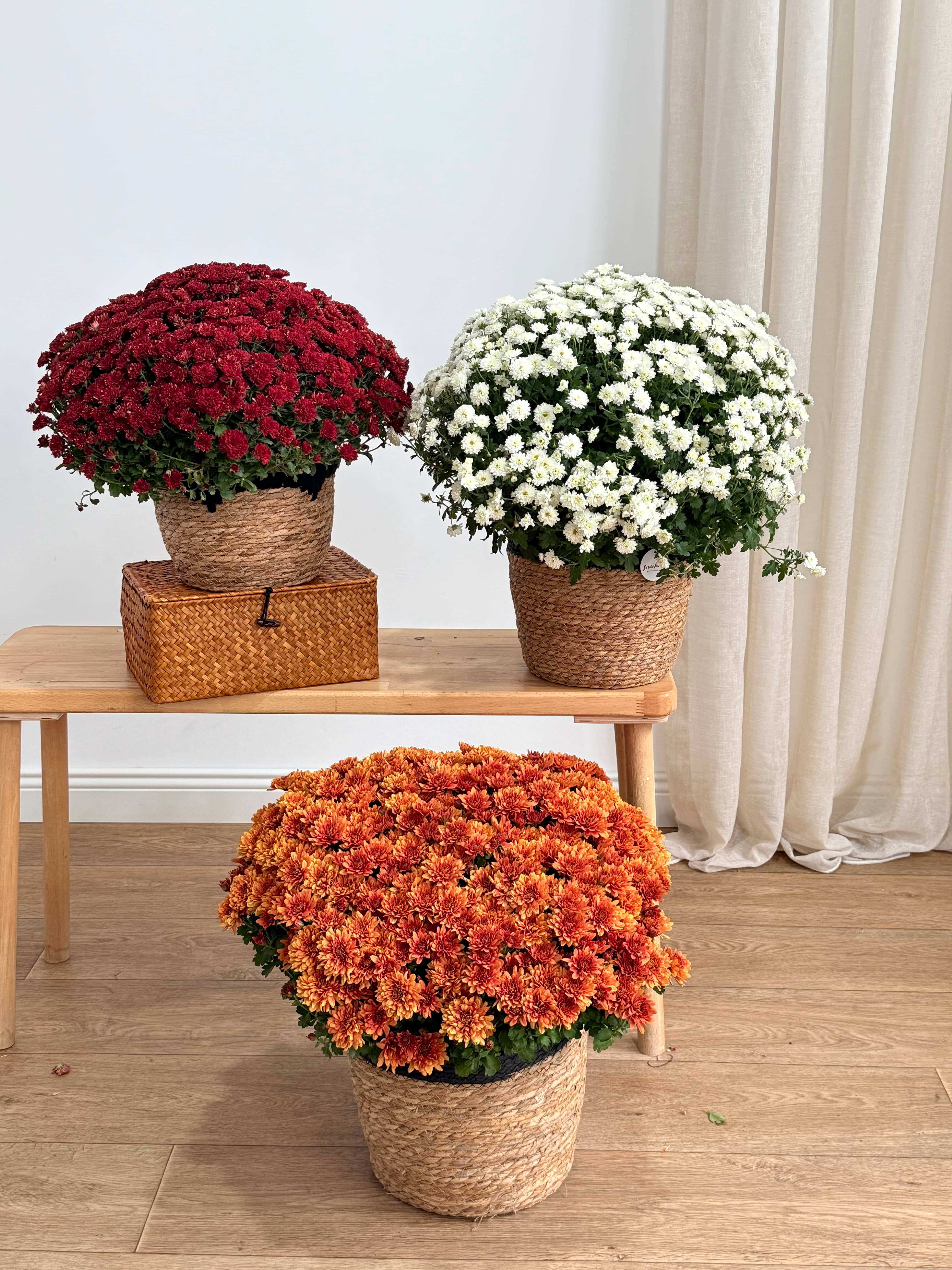 XXL Kasımpatı Turuncu(Chrysanthemum morifolium)