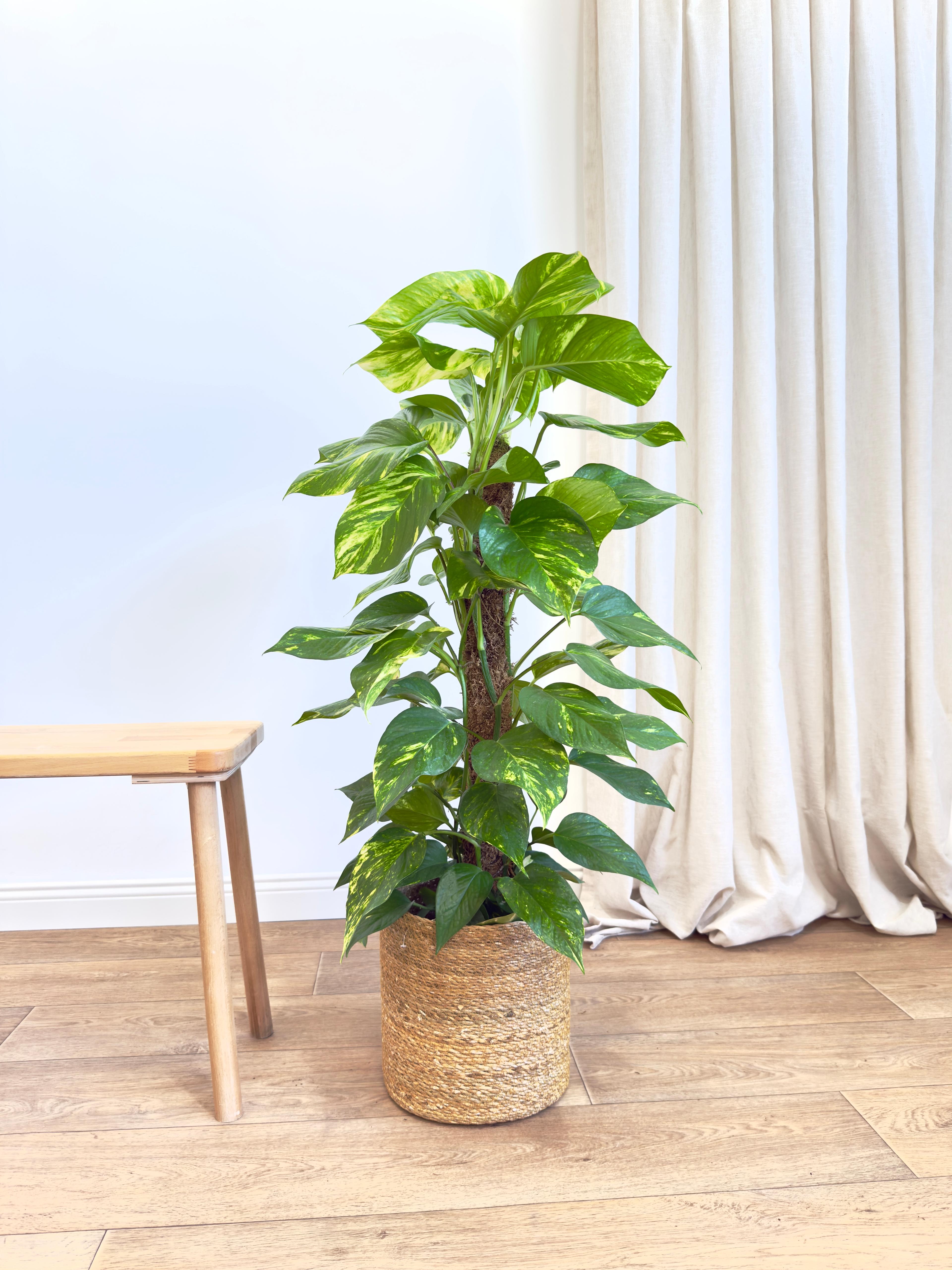 Patos Salon Sarmaşığı 100-120 cm(Golden Pothos - Epipremnum Aureum)