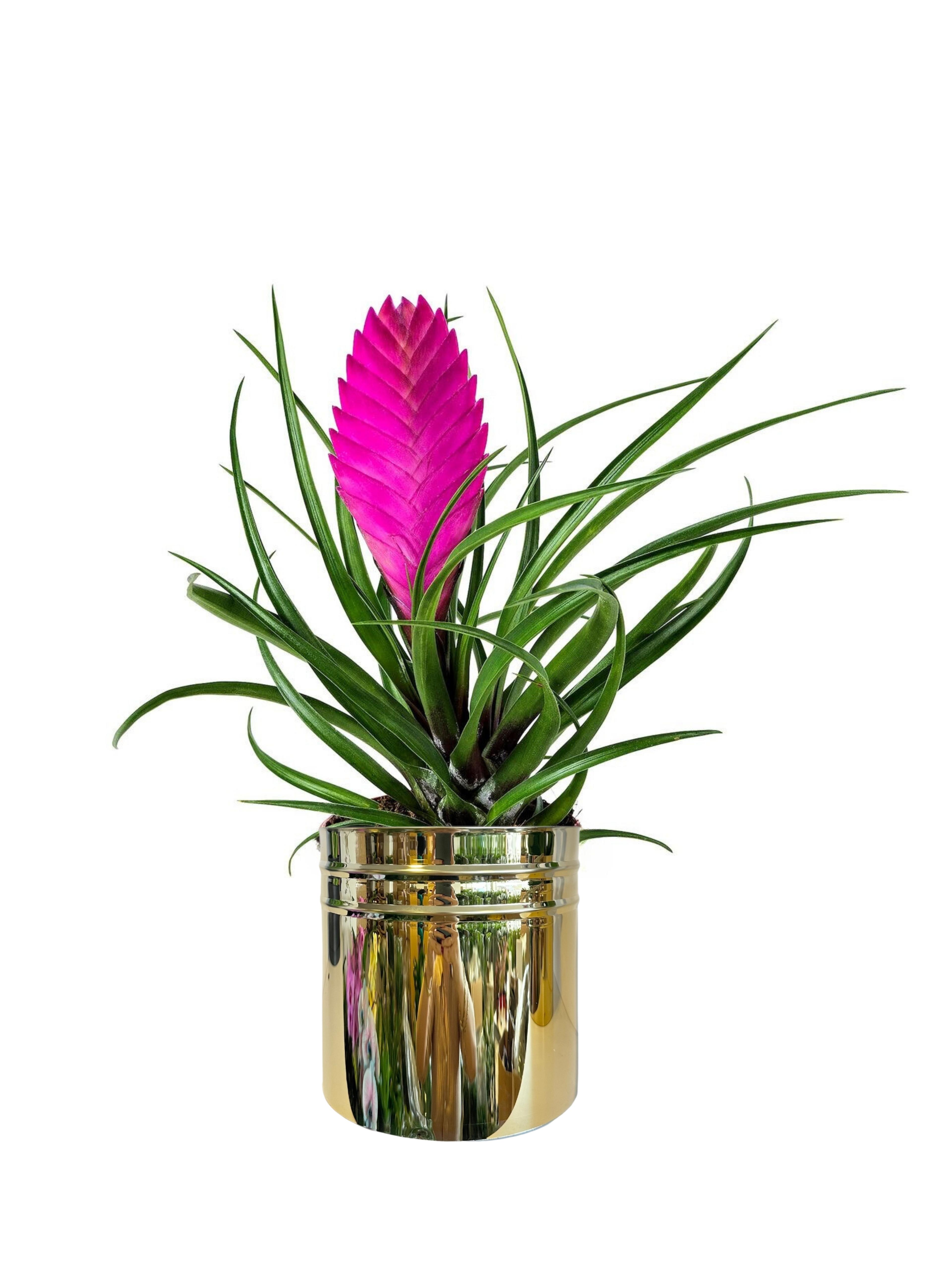 Tillandsia Cyanea (Vincent-Hava Bitkisi)