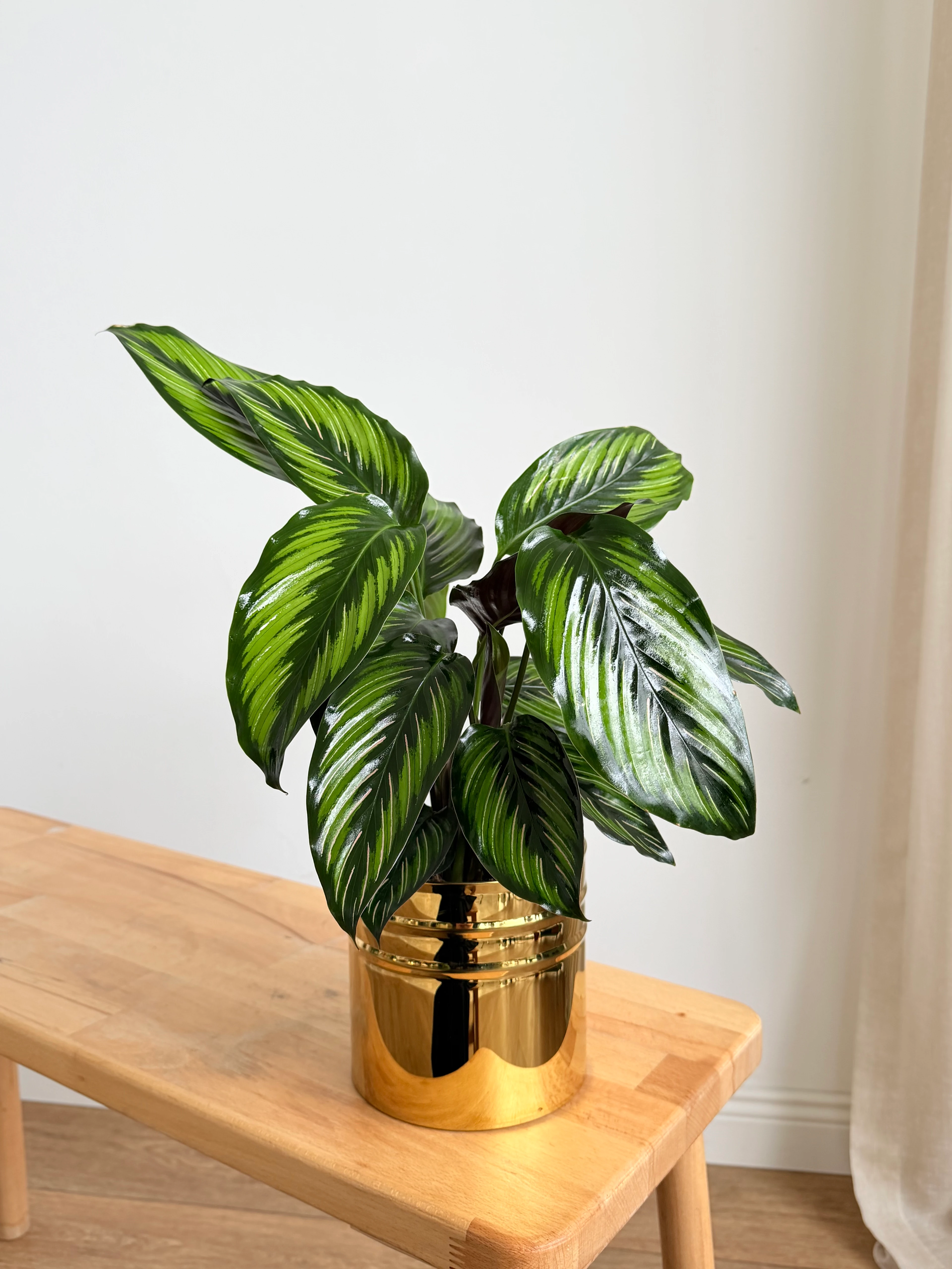Calathea Beauty Star - (Kalatya Dua Çiçeği)