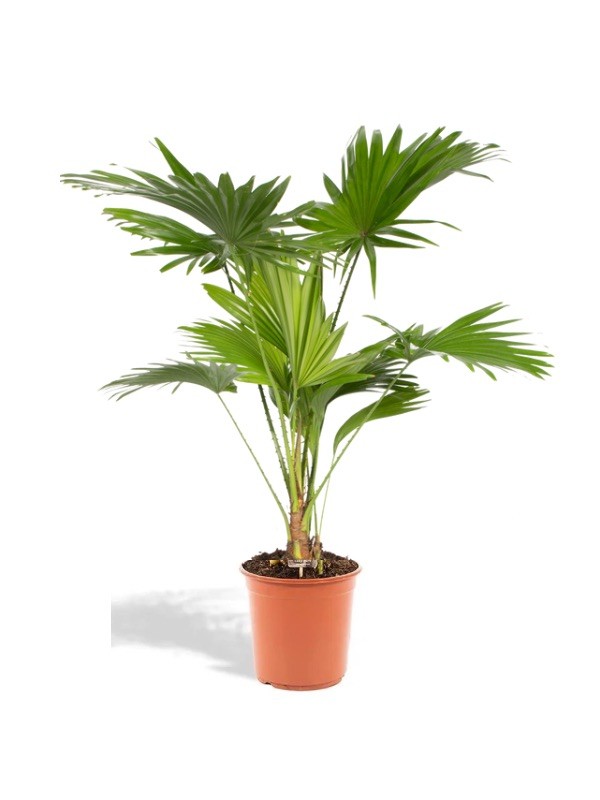 livistona 60 cm