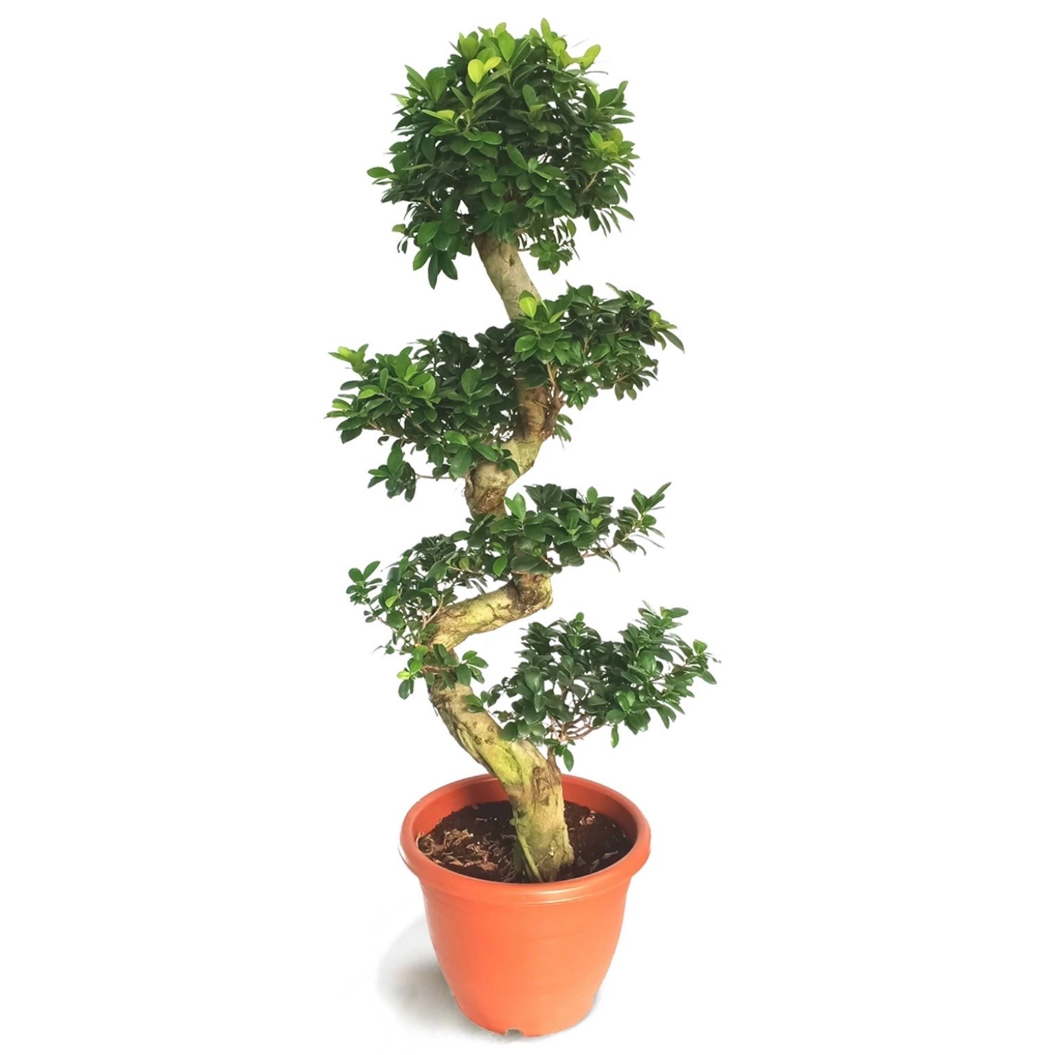 Ficus Bonsai Ginseng S Form 100-110 cm (bonsai)