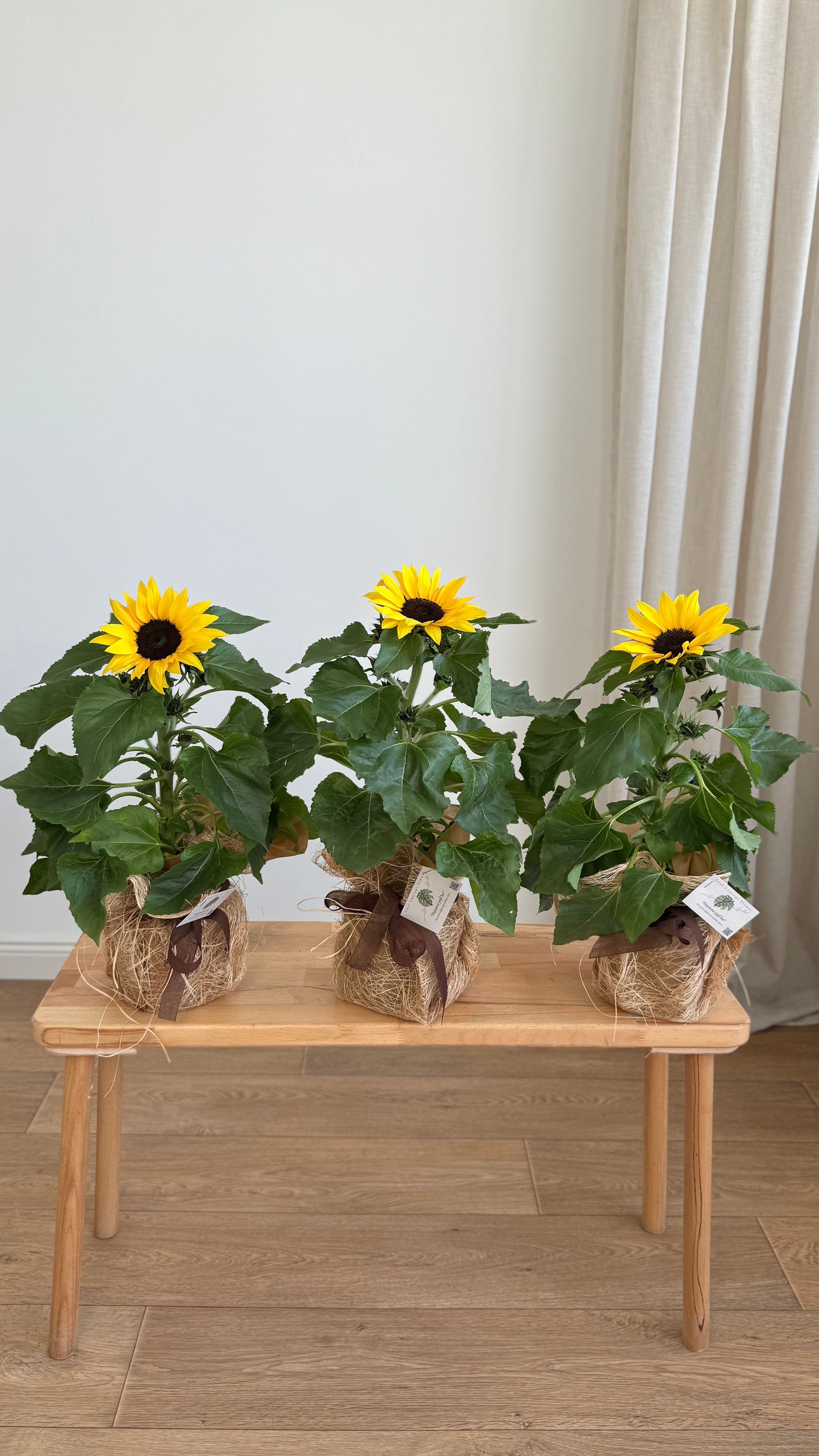 Dekoratif Saksıda Ayçiçeği | 40-50 cm  