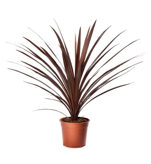 Cordyline Red Star – 70 cm