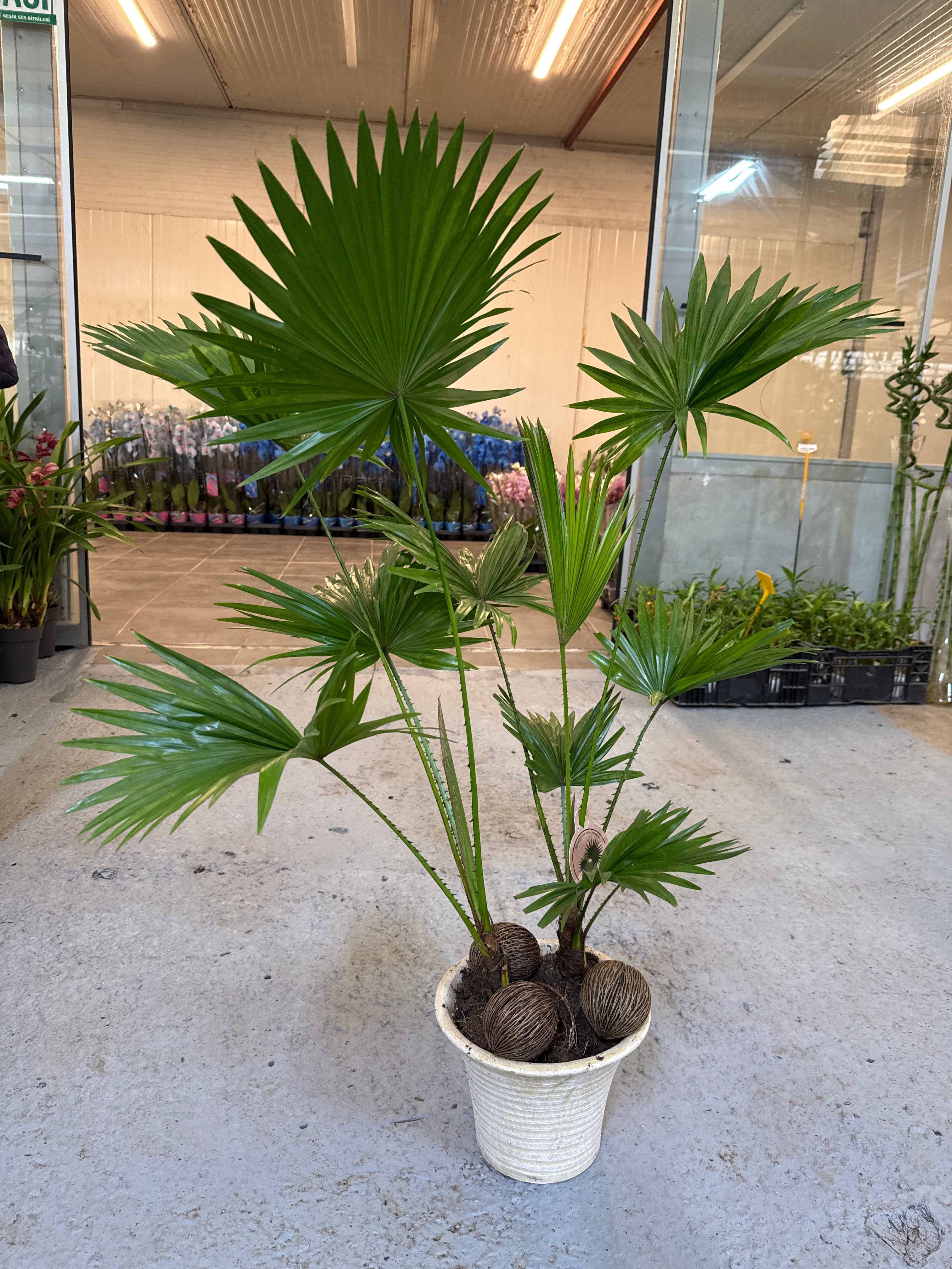 Livistona 70-80 cm