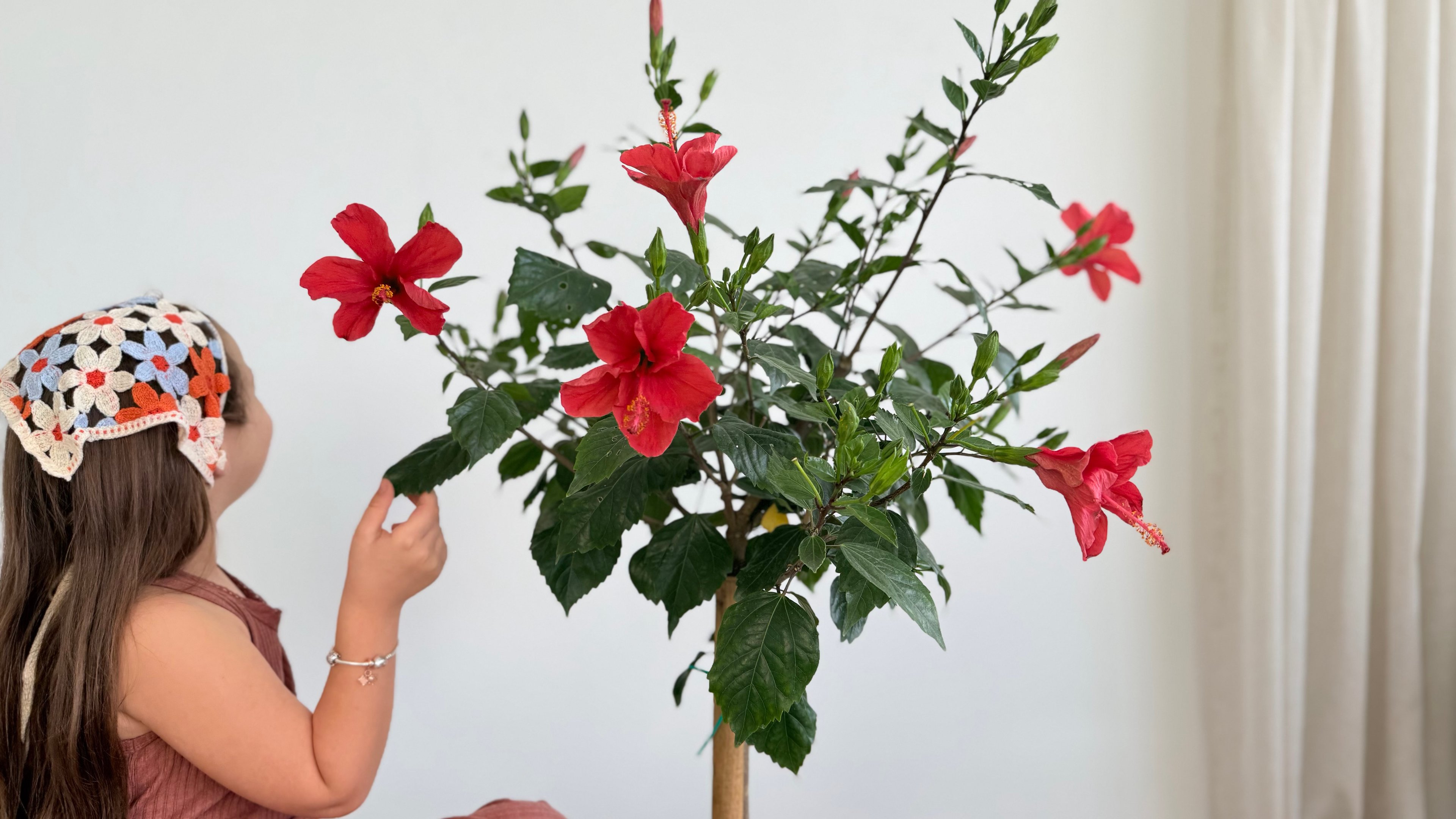 Japon Gülü Kırmızı 160-180 cm /Hibiskus-Hibiscus Rosa Sinensis