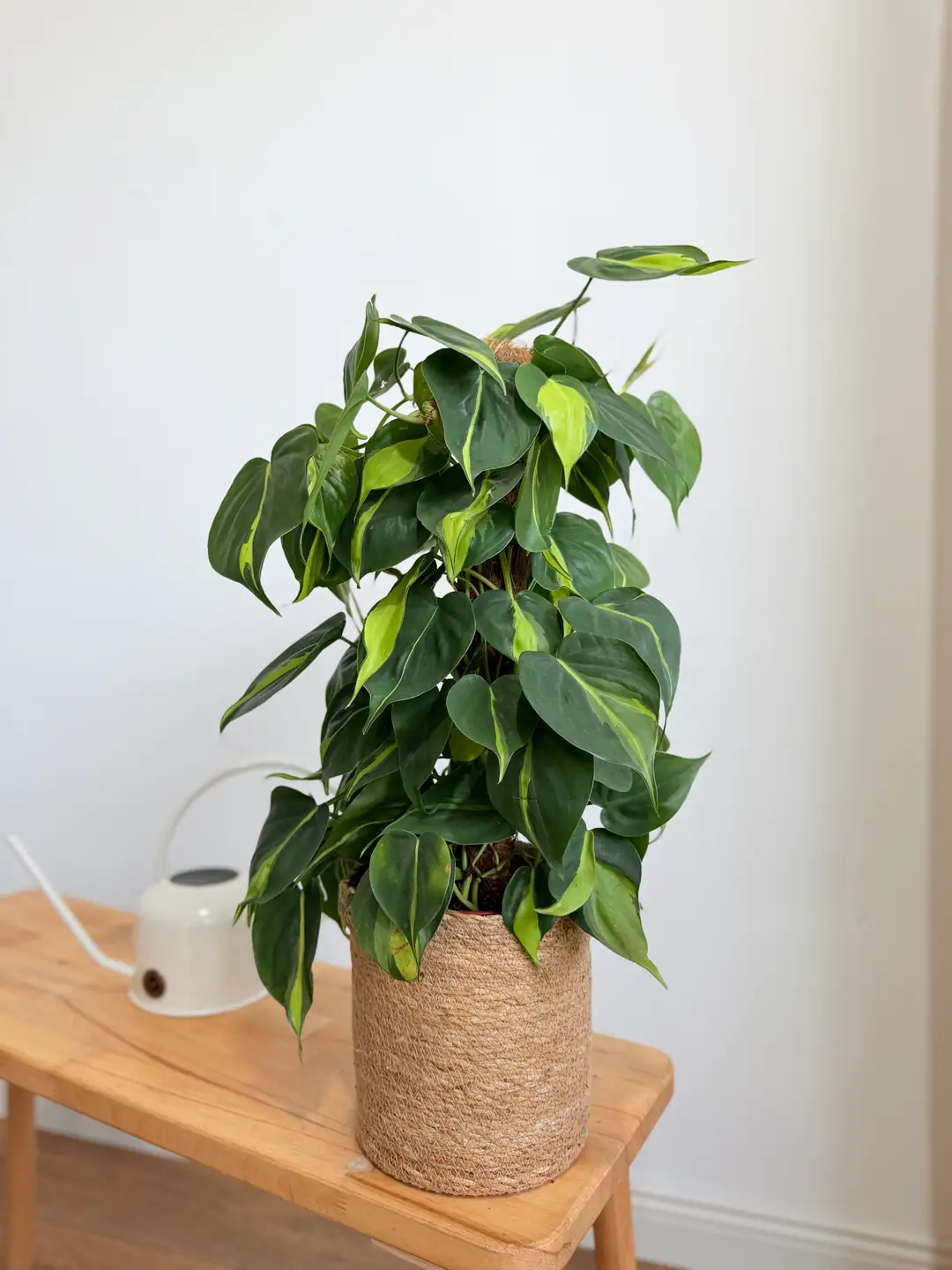 Philodendron Brasil 80 cm