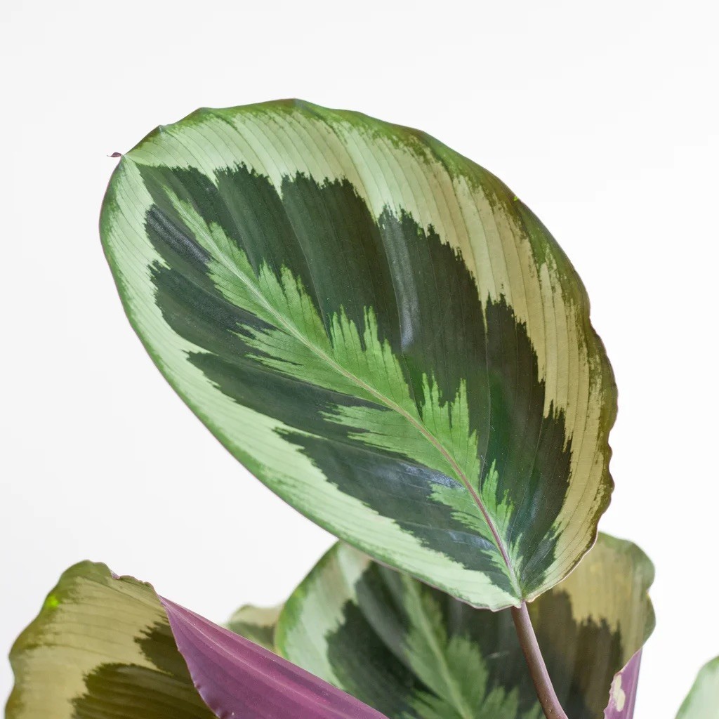 Calathea Medallion (45-55 cm)