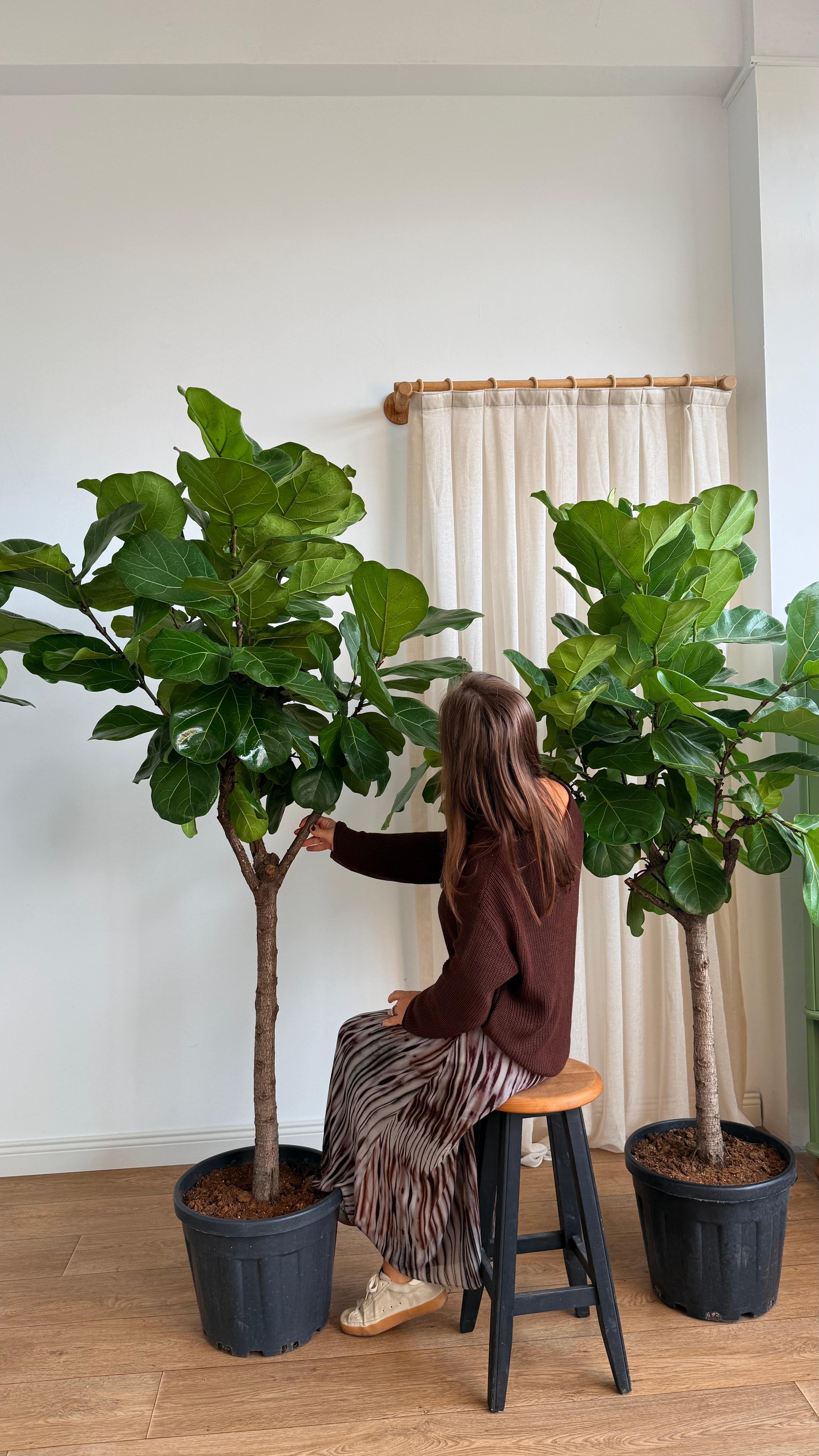 170-190 cm anaç çatallı lyrata (ficus lyrata)