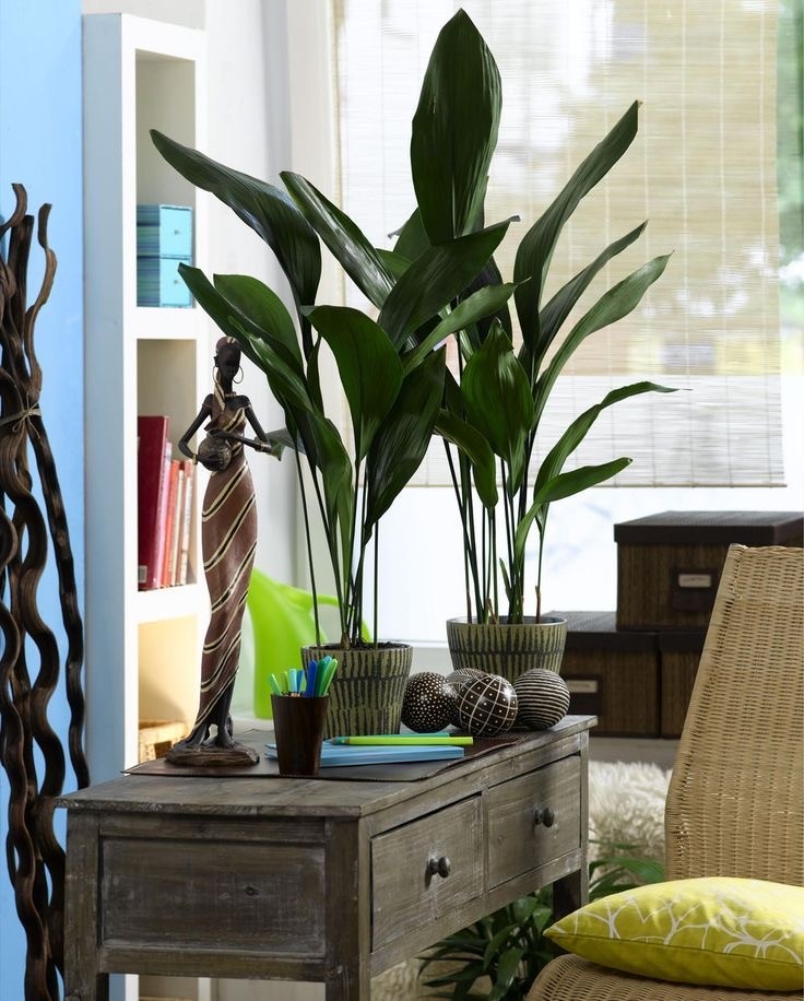 Aspidistra Elatior – Salon Yaprağı