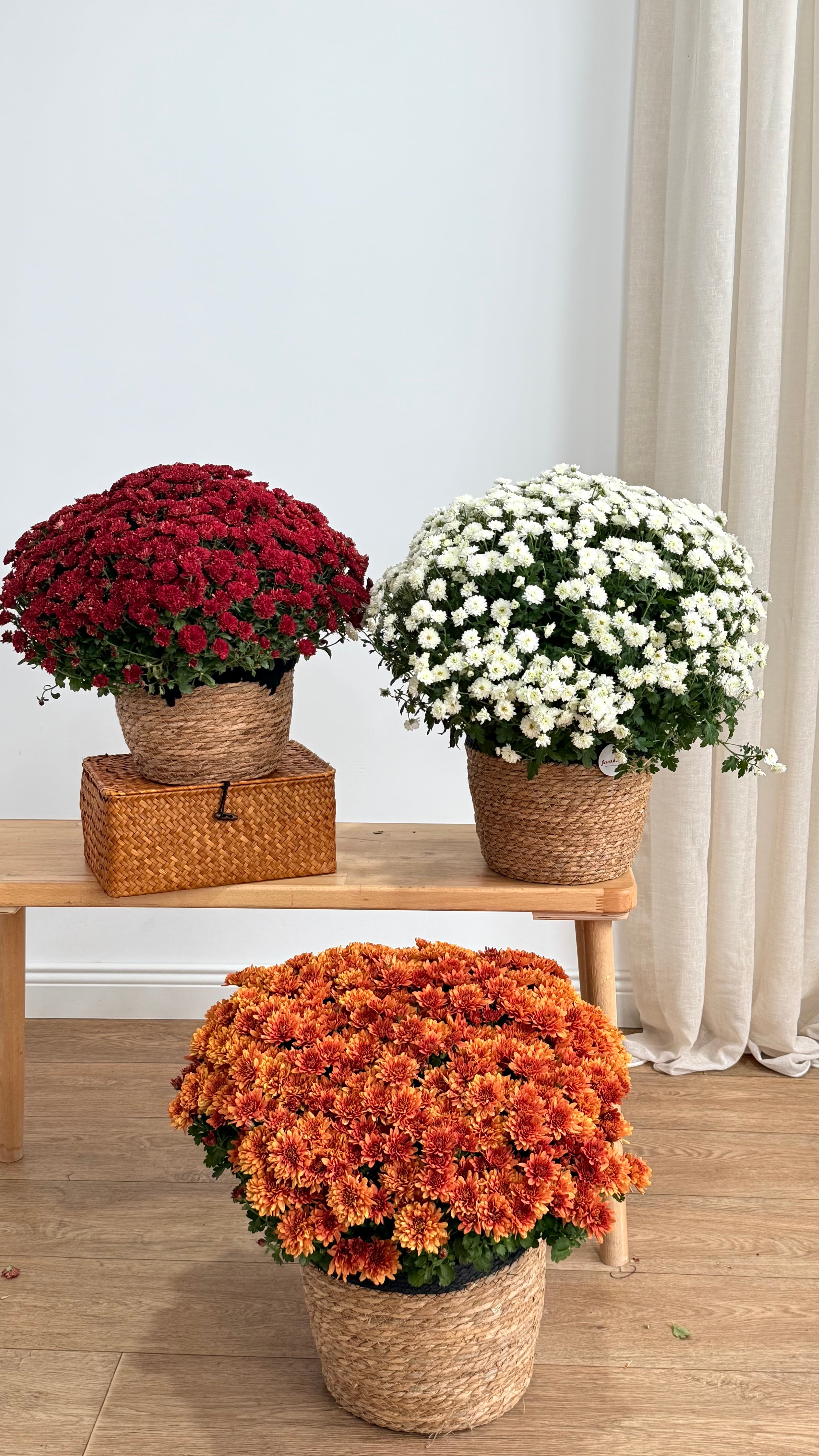 XXL Kasımpatı Turuncu(Chrysanthemum morifolium)