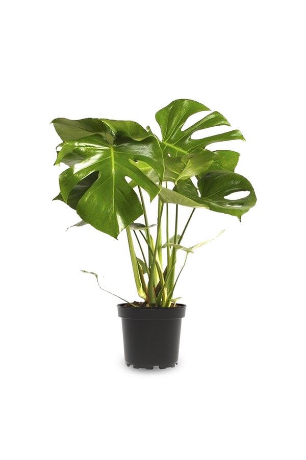 Favori Bitki Seti(100 cm yucca (yuka)- monstera60-70 cm-pilea)