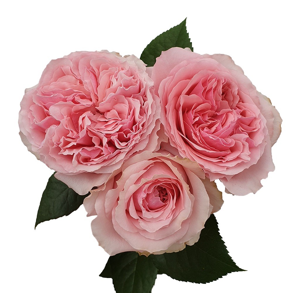 Gül (80-90 cm ithal bambu çardaklı)
