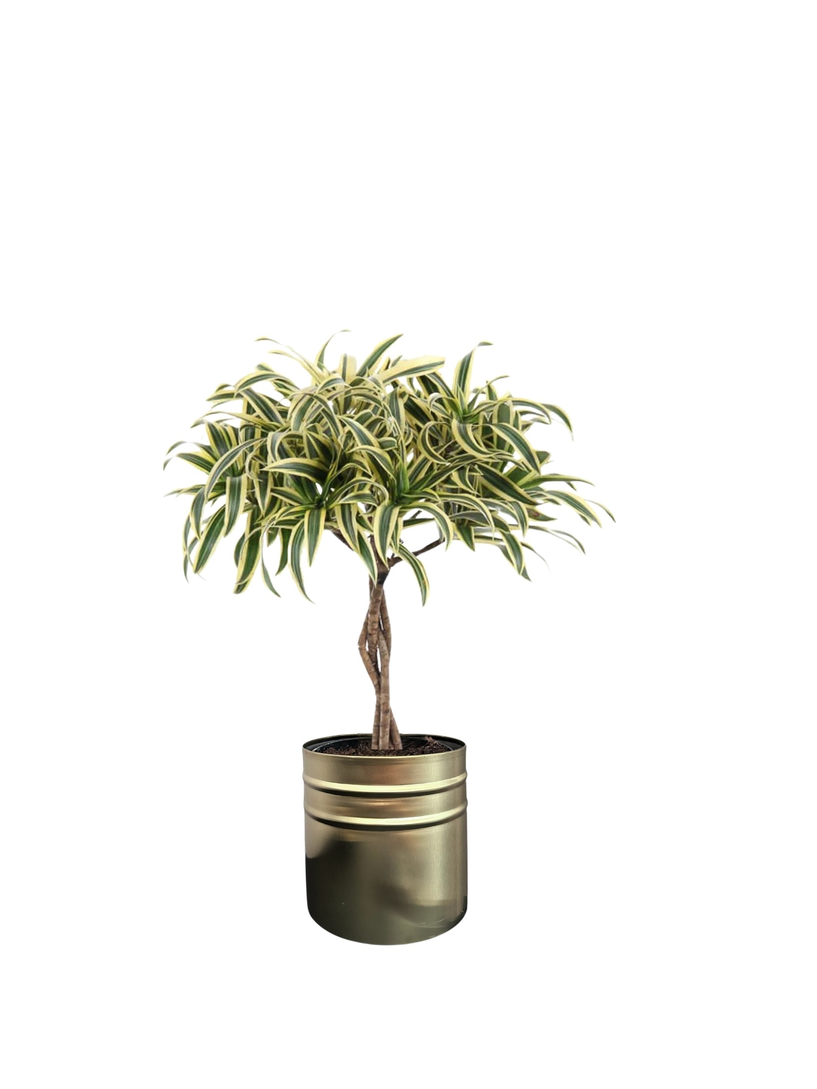 Dracena Reflexa 