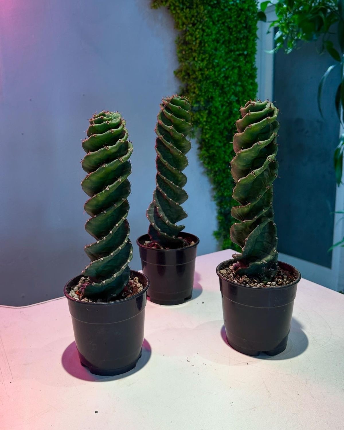Spiral Kaktüs (Cereus Spiralis) 30-40 cm