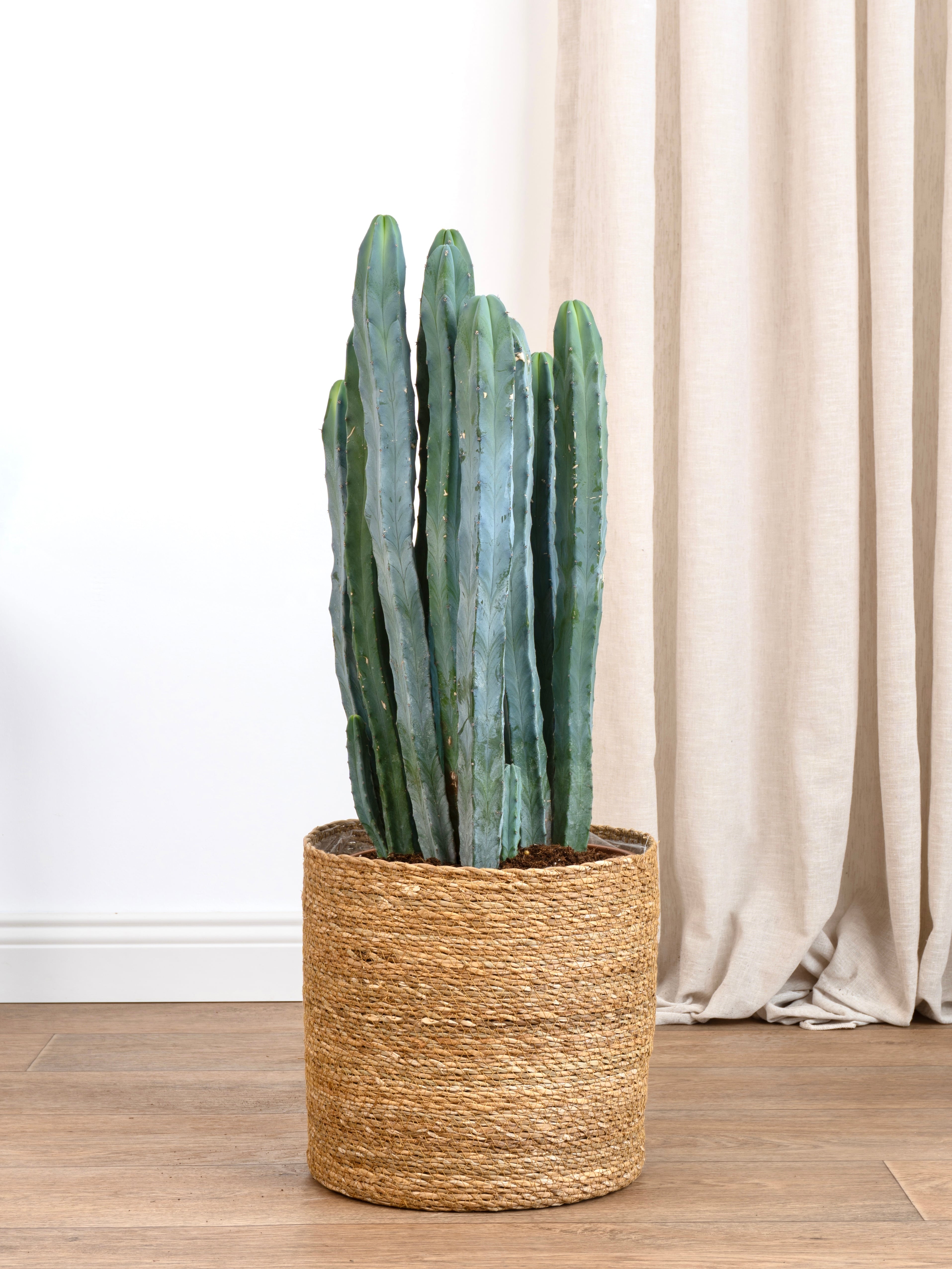Myrtillocactus Geometrizans XL (Kaktüs çok köklü 60-70cm )